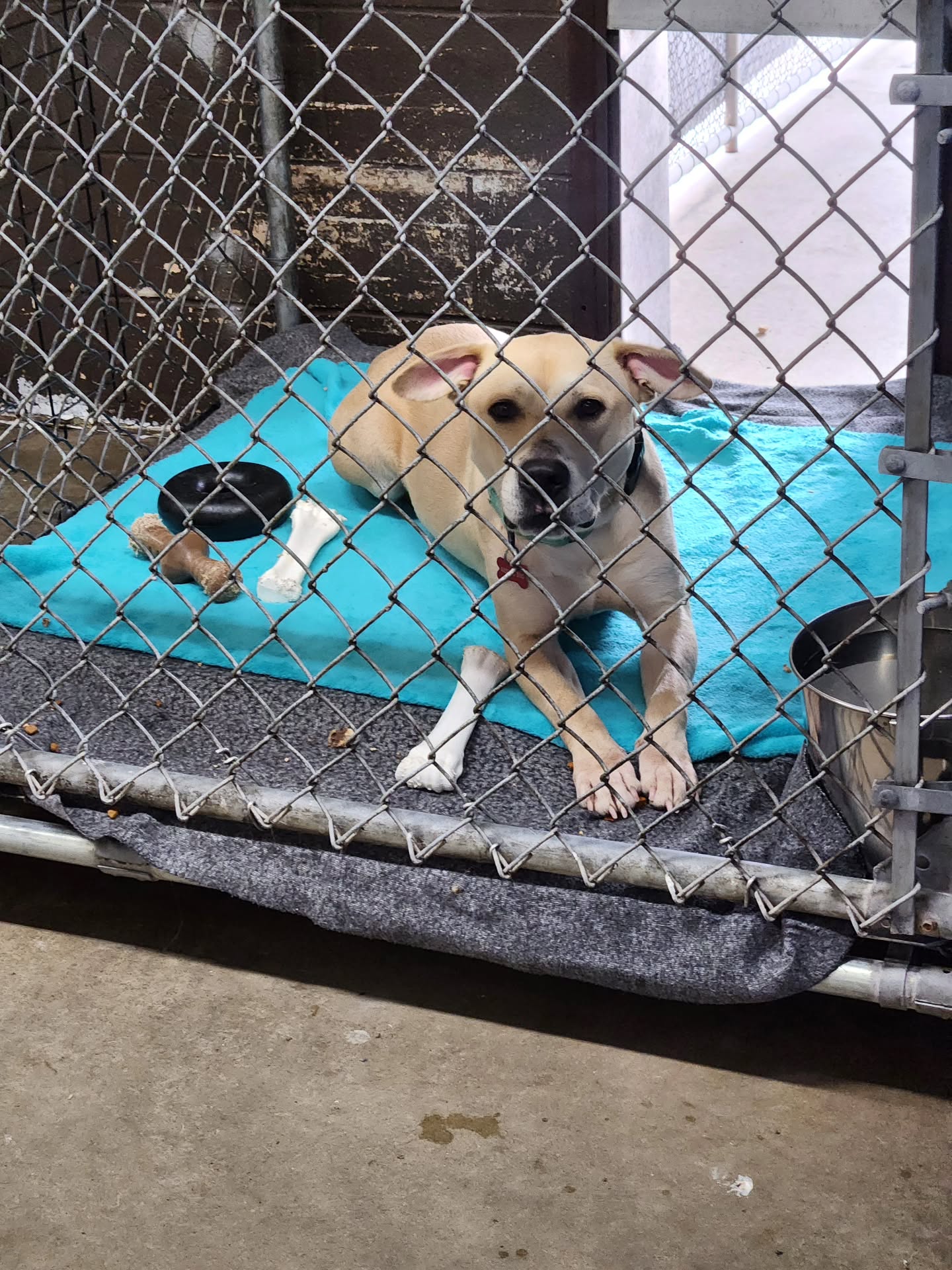 Dog of the Week
Sweet Amelia is going to bed in her kennel all alone tonight. She hates it in there, and you can see it all over her face. She knows it's not where she belongs. 💔
This gentle 5-year-old, 52 lb lab mix adores people, loves a yummy snack, knows some commands, and is just looking for someone to finally choose her. She doesn't mind other dogs (meet always required).
The pound is filling up fast. 😭 Please apply ASAP to give Amelia the loving home she deserves. -Wendi
https://www.co.trumbull.oh.us/DogWarden/dw_adoptablesearch.html
Trumbull County Pound:
7501 Anderson Ave.
Warren, Ohio 44484
330-675-2787
