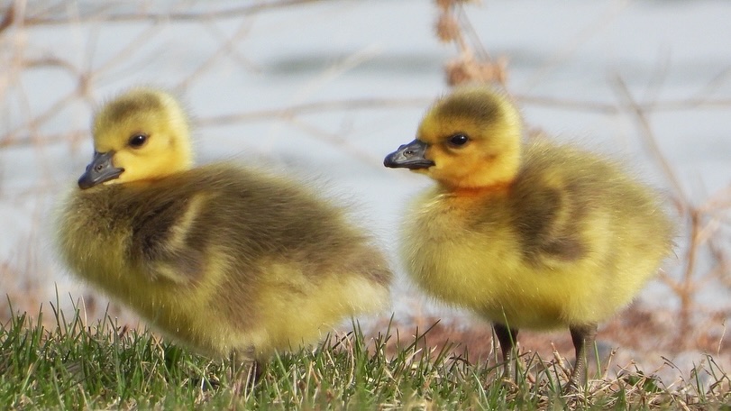 All of the goslings bringing so much bird joy at the Fort Garry Campus right now! Here are a few captures from a beautiful family in Smart Park this morning.
Slide 1: Two goslings all fluffy and cute.
Slide 2. A group of goslings filling up on grass while their parents keep watch for danger.
Slide 3. Two goslings eating grass near their parent.
Slide 4. Four goslings eating grass on the shore of one of the ponds in Smart Park.
Slide 5. A group of goslings filling up on grass while their parents keep watch for danger.
#indigenousbirders
#birdjoyisresistance
#umindigenous
#mentalhealth
#birding