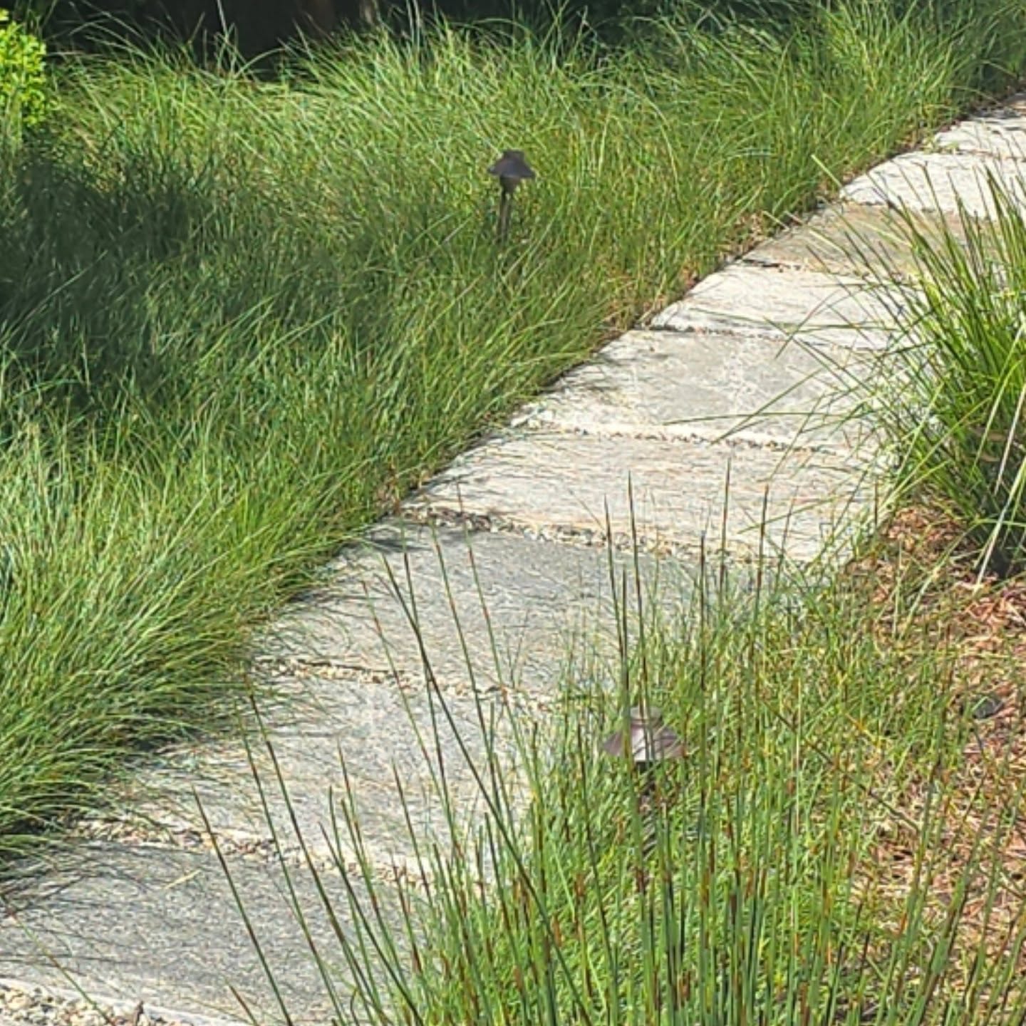 Checking up on a project in #Carmel that we designed, built and maintain.
#fullservice
#landscapecontractor
#Carmelpointlandscapes
#LandscapeDesignBuildandMaintain