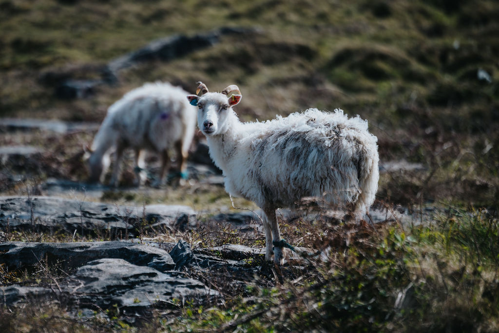Out minding their own business… and still managing to keep an eye on you.
Life on Inis Mór moves at its own pace. A wander, a bit of fresh air, and you’ll meet a few locals along the way like this one, right at home among the stone and grass.
It’s the kind of place where a day never feels like enough.
Stay with us at the Aran Islands Hotel, take your time exploring, and come back to a warm meal, a drink, and a proper rest after.