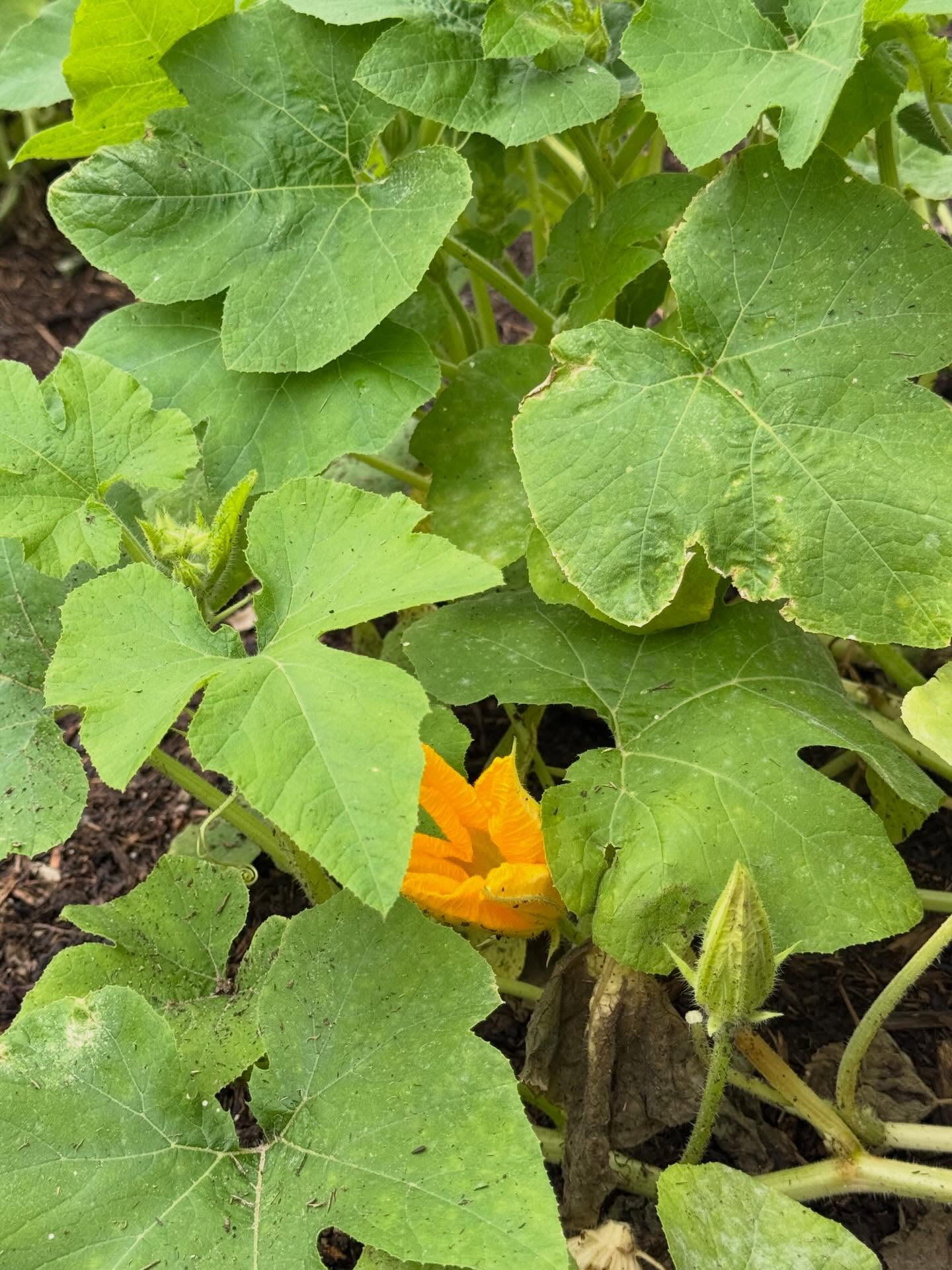 All this rain has our garden thriving! 🌧️🌱 Tiny hands, happy plants, and lots of growing happening around here!
#LittleGardeners #lsacares #KidsWhoGarden #greenthumbs #LearningThroughPlay