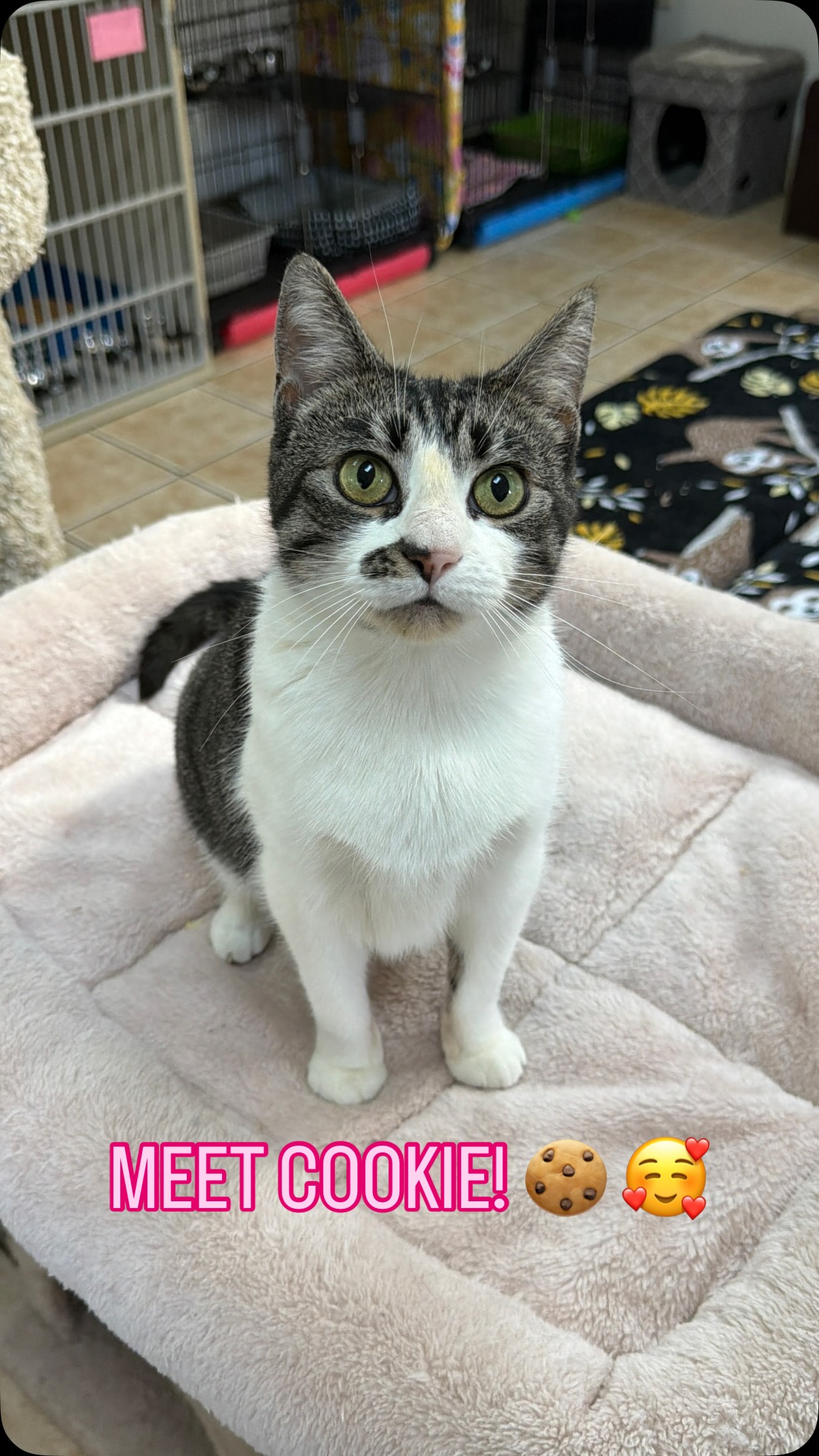 Cookie is so ready for her forever family! She’s such a social, outgoing, and sweet girl who thrives on human affection. She is fearless, curious, and would be the perfect addition to any home 🩷
Send us an app to schedule a meet and greet at https://www.animals-in-distress.org/adoptions or email us with any questions: animalsindistressnj@gmail.com 💌 #animalsindistressnj #adoptablecats #cats #mercercountynj #adoptme