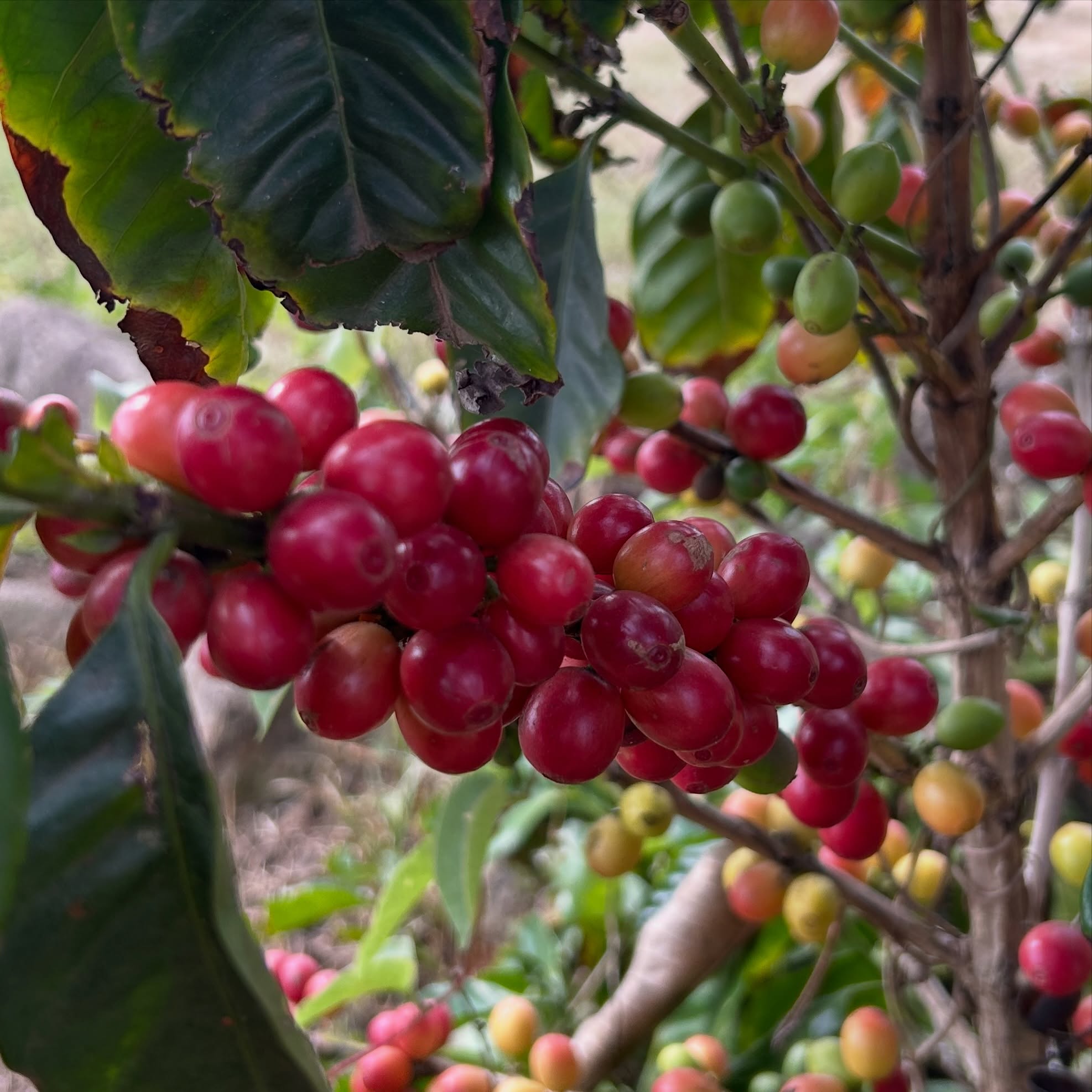 Nature’s reminder that good coffee takes time 🍒☕️
Every red cherry on these trees tells a story of patience, process, and passion!
#nature #coffee #coffeeshop #kzn #instagood