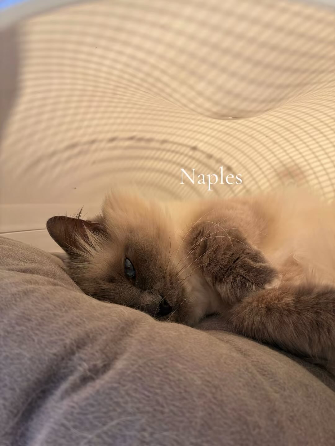Les prénoms des moustachus du moment 🥰
Et vous comment il s’appelle ? 🐱
#cat #hotelpourchat #pensionpourchats #chat #cats_of_instagram