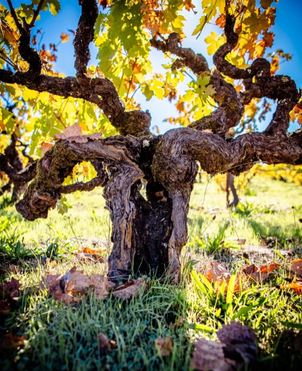 What if the future of wine isn’t innovation…
but remembering what we’ve forgotten?
There’s something really special about seeing our story shared beyond the vineyard. This week, The Old Vine Conference featured Tenuta Il Finale and our commitment to sustainability through the preservation and growing of native Piedmontese grapes on their blog.
For us, this has never been about following trends. It’s about protecting what belongs here. The varieties that have grown on these hills for generations. The character of this land. The traditions, stories and wines that could easily be lost if nobody continues to care for them.
To have that recognised by a community so deeply focused on the future of old vines and heritage vineyards means a lot to us. 🤍
From our corner of Piemonte to your table, thank you for being part of the journey.
You can read the full article from the link in bio 👆
.
#theoldvineconference #piemontewine #SustainableWine #oldvines #italy
