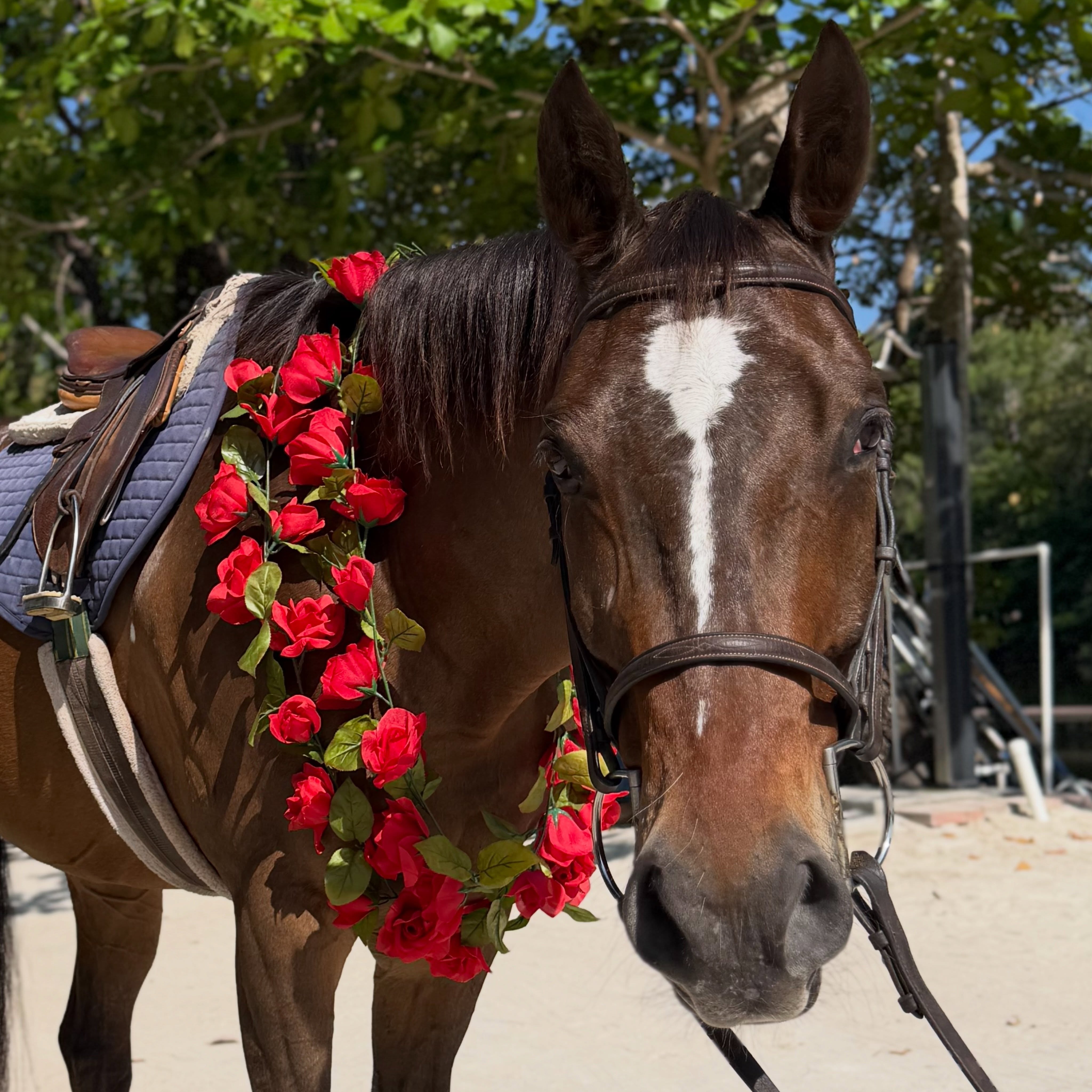 Happy birthday to our sweet boy, Koko โค๏ธ
16 years ago, he was the best surprise Motherโs Day gift we could have ever asked for. We love you Koko!
Join us this Friday at Pony Club to celebrate!
(๐๐ฐ๐ฎ๐ฎ๐ฆ๐ฏ๐ต: ๐ฃ๐ข๐ก๐ฌ๐๐๐จ๐ ๐ข๐ฏ๐ฅ ๐ธ๐ฆโ๐ญ๐ญ ๐๐ ๐บ๐ฐ๐ถ ๐ต๐ฉ๐ฆ ๐ญ๐ช๐ฏ๐ฌ ๐ต๐ฐ ๐ณ๐ฆ๐จ๐ช๐ด๐ต๐ฆ๐ณ)
Fridayโs activities include:
๐ด Beginner pony riding lessons
๐งผ Bathing & grooming horses and ponies
๐ Petting zoo fun & animal interaction
๐ Chicken coop visits
๐ฟ Outdoor obstacle course playtime
๐ Birthday celebration for Koko!
๐ด Ages 4โ8
๐ Fridays | 3:30 PM โ 5:30 PM
๐๐ฐ๐ฎ๐ฎ๐ฆ๐ฏ๐ต: ๐ฃ๐ข๐ก๐ฌ๐๐๐จ๐ ๐ข๐ฏ๐ฅ ๐ธ๐ฆโ๐ญ๐ญ ๐๐ ๐บ๐ฐ๐ถ ๐ต๐ฉ๐ฆ ๐ญ๐ช๐ฏ๐ฌ ๐ต๐ฐ ๐ณ๐ฆ๐จ๐ช๐ด๐ต๐ฆ๐ณ or visit our website for more information.
Kids pony club near Davie Florida with horse riding, animal interaction, and outdoor activities for ages 4โ8