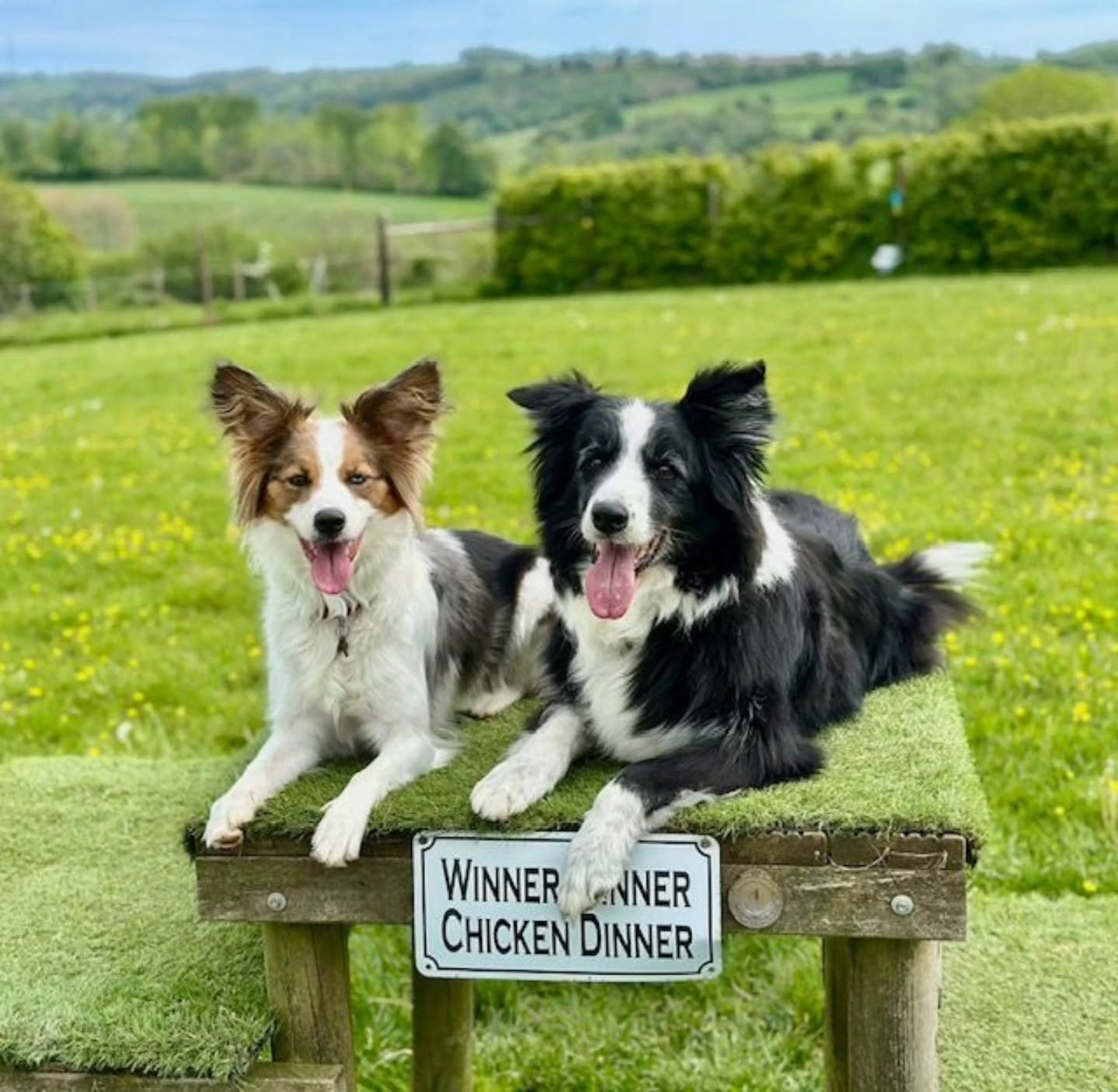Ears to the weekend!
πΈ Taken by Sonia at Wanderlust Walkies, secure dog walking fields here in Littlehempston.
#DevonDogs
#DogGram
#DogsDaily
#WanderlustWalkies