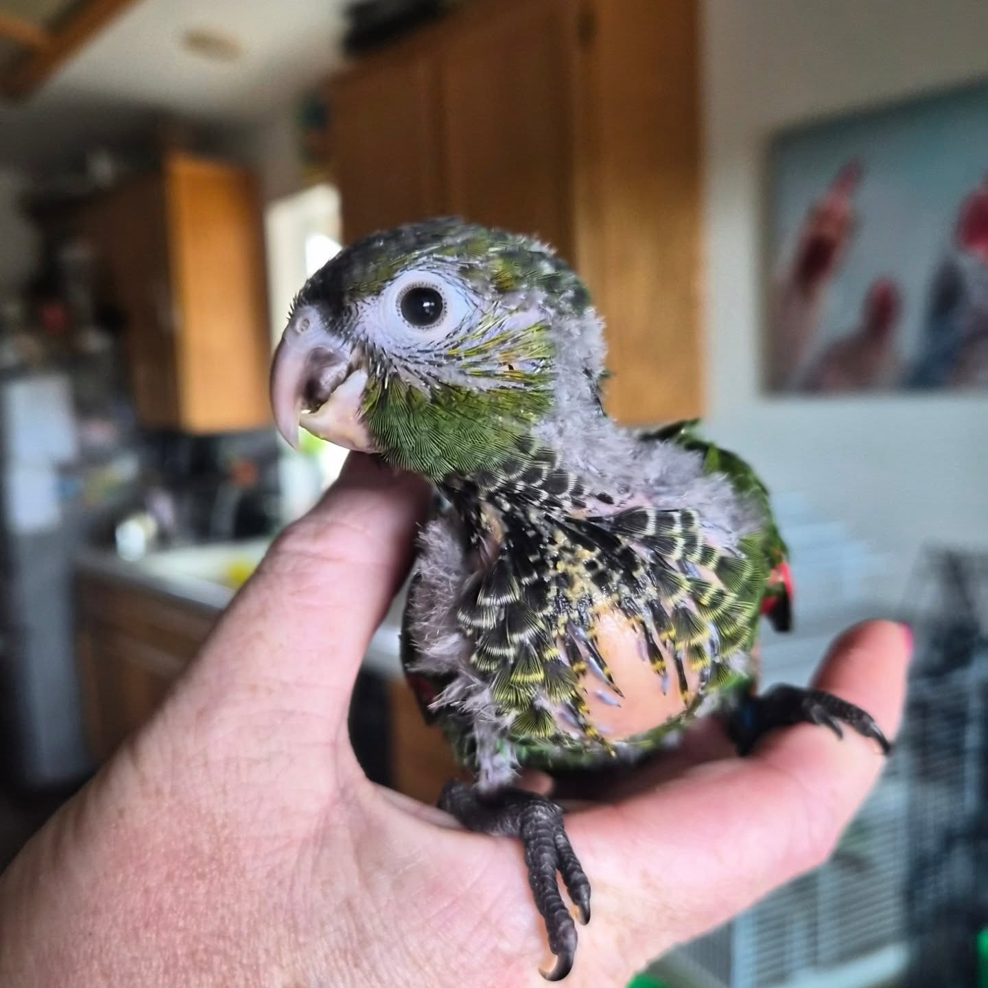 Sweet black capped baby looking for a new perch π₯Ή
#conure #blackcappedconure #fallbrookca #conuresofinstagram
