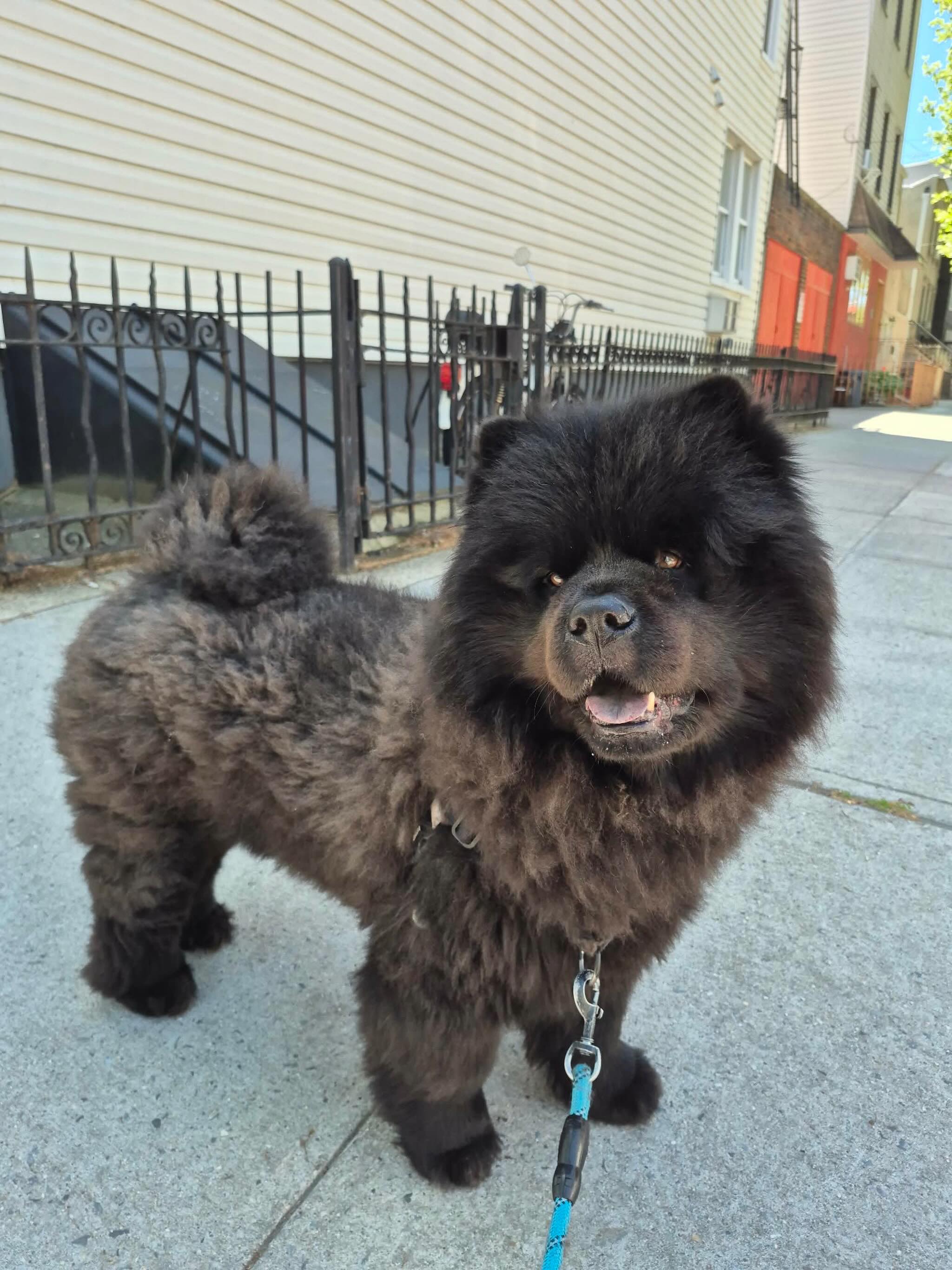 Born to stand out, not fit in 💫
#dogsofallboroughs #chowchow #chowchowstagram #dogsofbrooklyn #sofluffyimgonnadie