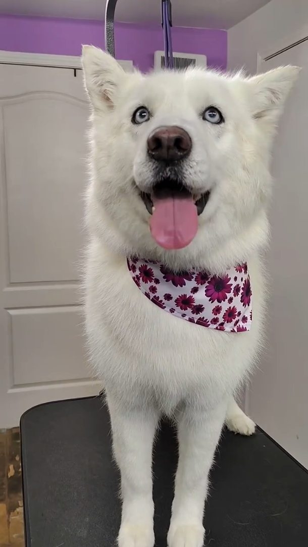 This fluffy girl came in for our signature deshedding treatment and left feeling unbelievably light, soft, and refreshed ✨🐾 The amount of undercoat we remove with our specialized process truly makes a difference.
#husky #deshedding #luxurydoggrooming #sanmarcostx #healthycoat