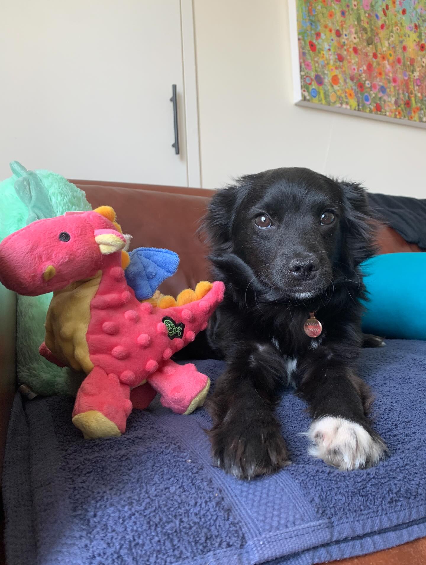 Big shoutout to @final_stop_rescue who saved this little fairy queen after she had been dumped in a snowy flooded field in Romania.
We followed her journey across seven countries, over three days, and she’s been settling in wonderfully since arriving at Easter.
She’s a sweet, friendly, and unique little soul, who clearly loves her new life here, and I can’t imagine life without her now.
#choosekindness💕 #adopt #adoptdontshop #dogs