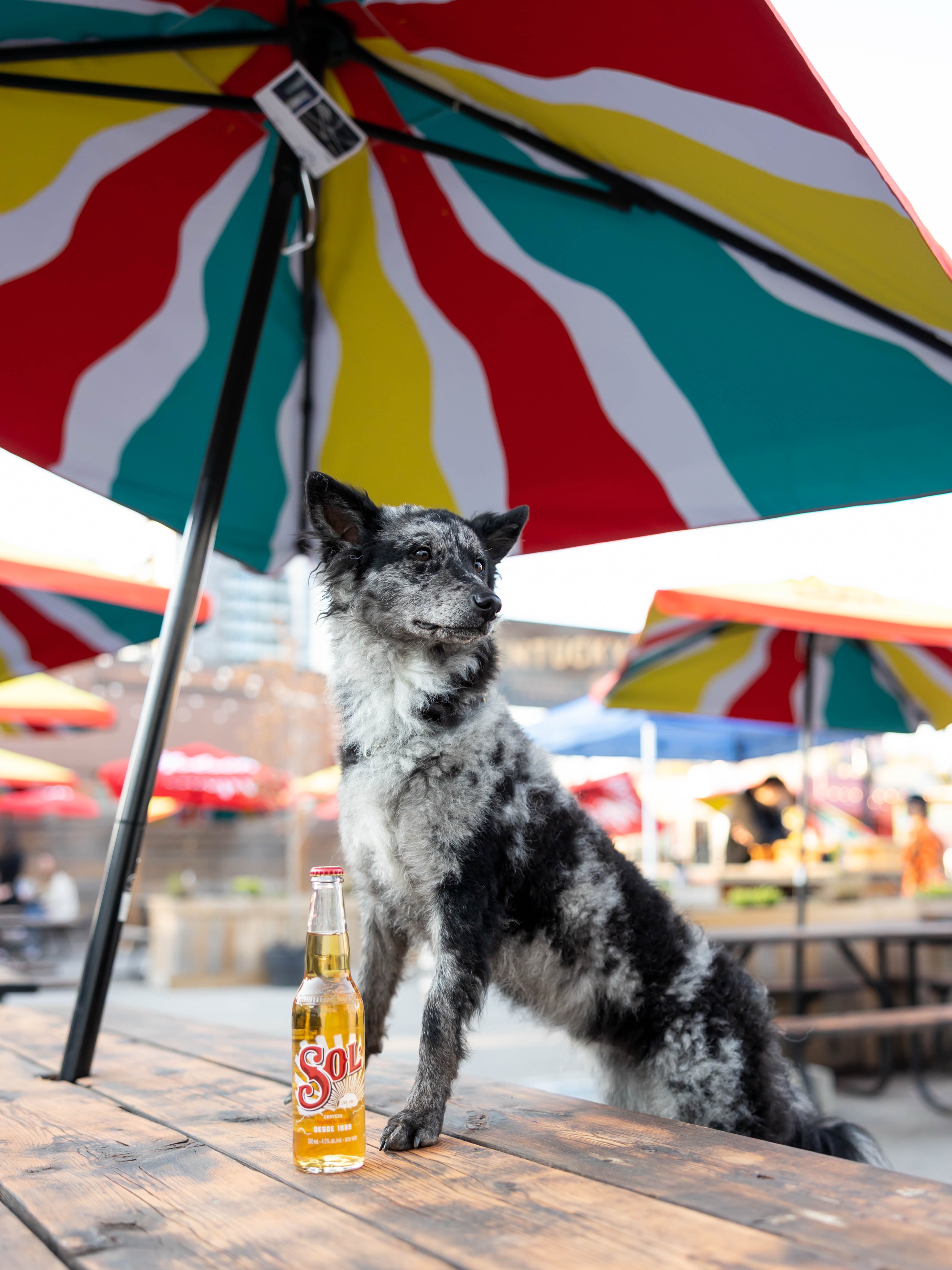 Looking for a sunny patio to enjoy lunch with your furry friend? Pups are always welcome on our King St. patio! 🐾 ☀️
#dogfriendlykw #dogsofkw #wrawesome