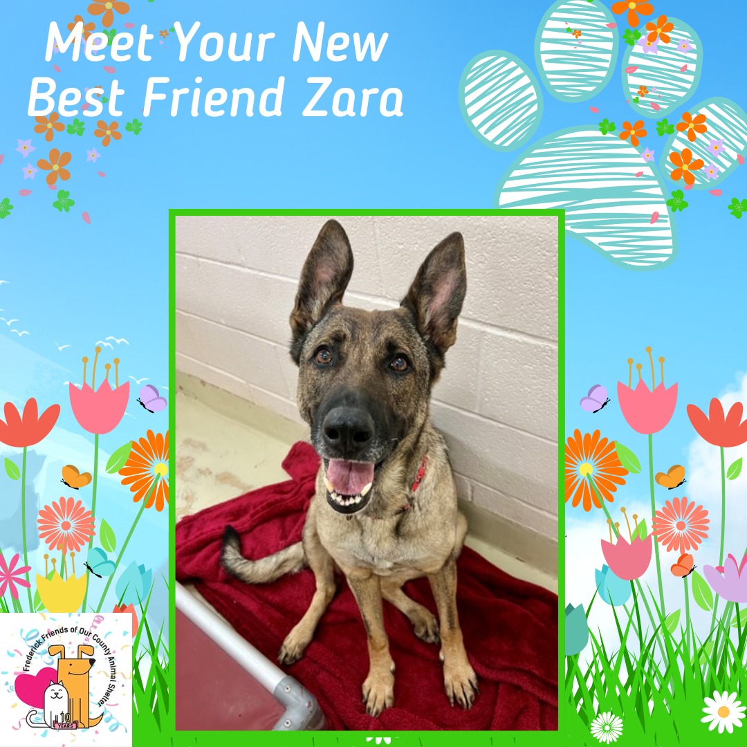 It's Meet Your New Best Friend Monday! Meet Zara from @fredcoanimalshelter! She's a Belgian Malinois Mix! She's four years old and will do best in a home without young children. She would love to put some Spring in your Spring!
https://frederickcountymd.gov/114/Adopt
#zara #meetyournewbestfriend #monday #mondaybestfriend #petsarefamily #dogfamily #dogpeople #doglovers #shelterdogs #frederickmddogs #doglover #shelterdogsrule #dogfriendly