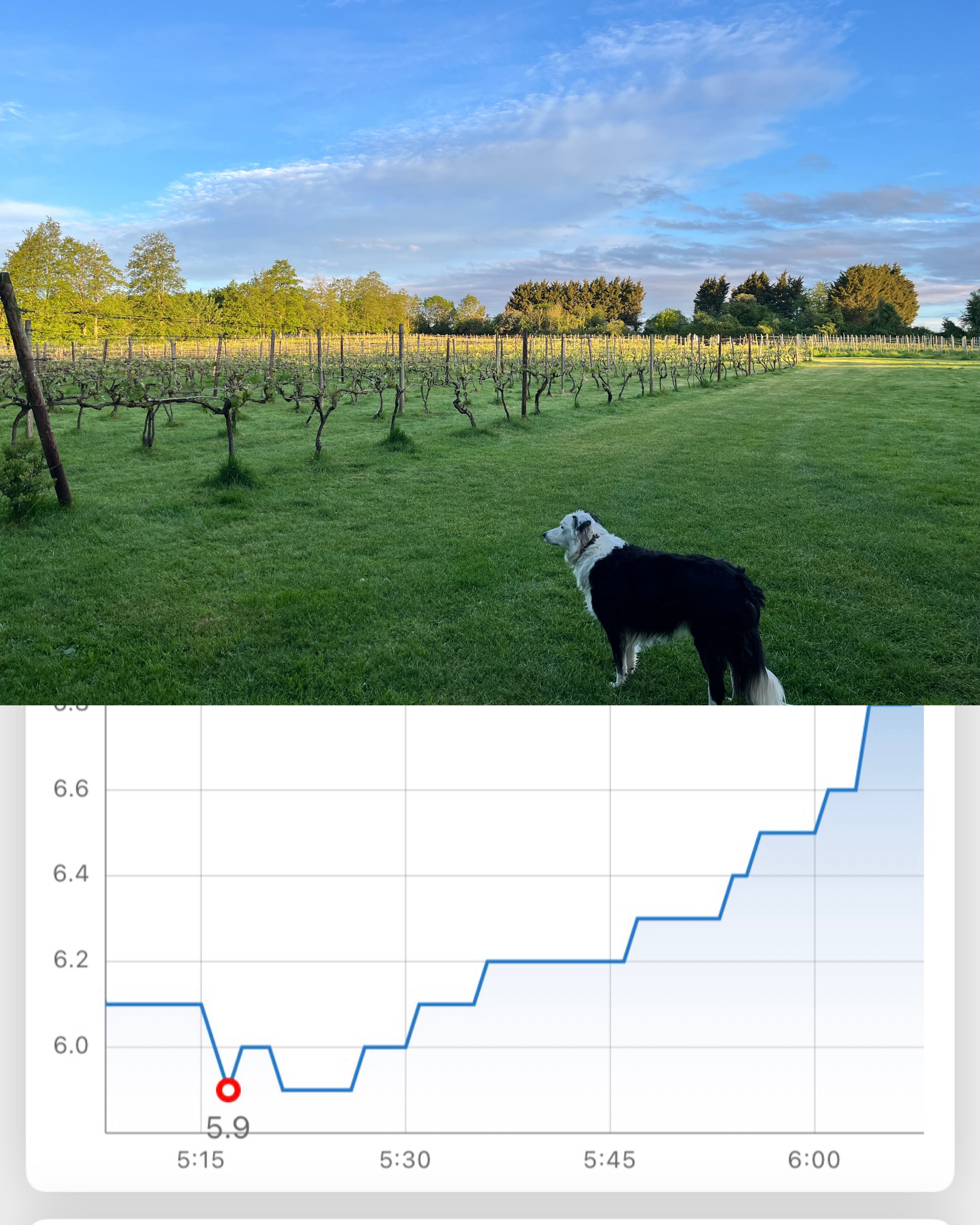 Oh What a Beautiful May Morning. No frost here in Somerset. Warmer forecast now. Fingers crossed for growers across the country.
