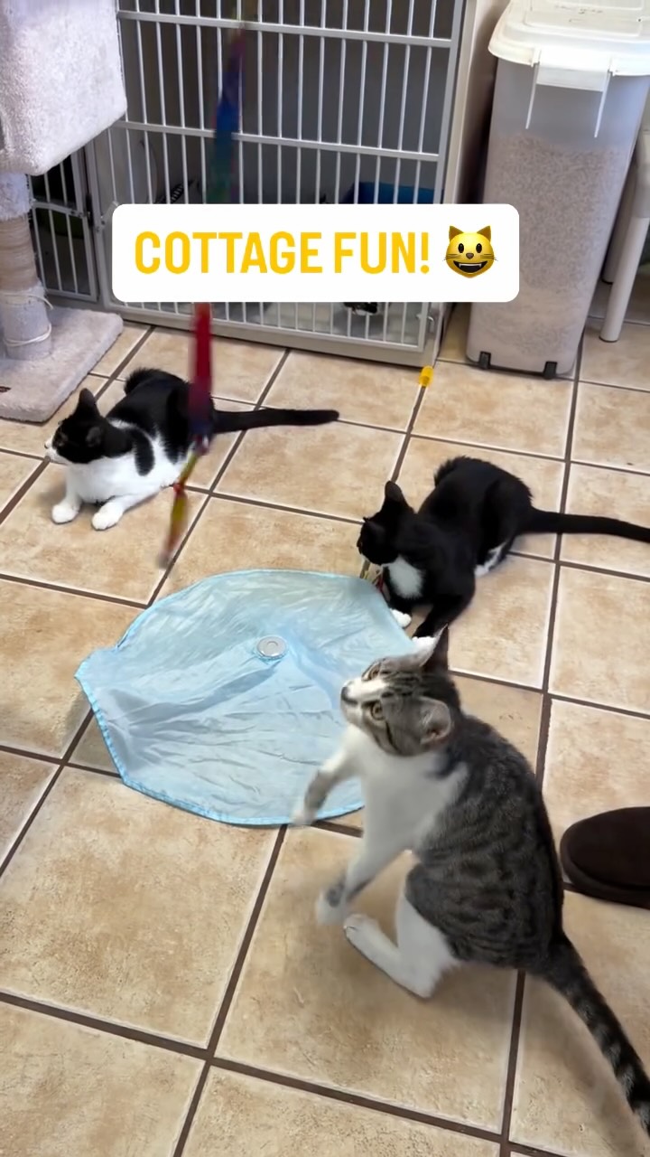 Playtime for our adorable adoptable kittens 😺😻 #animalsindistressnj #adoptablecats #cats #mercercountynj #adoptme