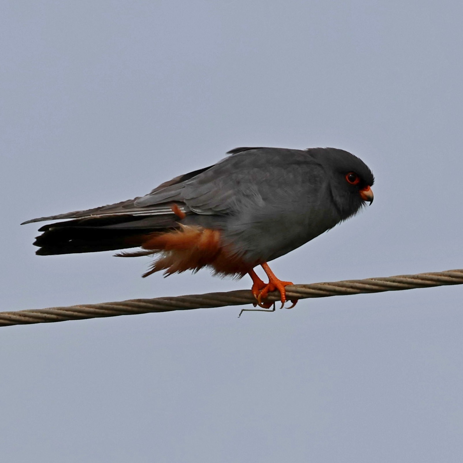 I took a lovely couple around Livadi Marsh yesterday for my first guided wildlife walk of the season. The highlight, as well as making new friends, was this stunning red-footed falcon. My new favourite bird.
#islandwildlife #kefaloniawildlife #greekwildlife #guidedwildlifewalks #birdlovers
