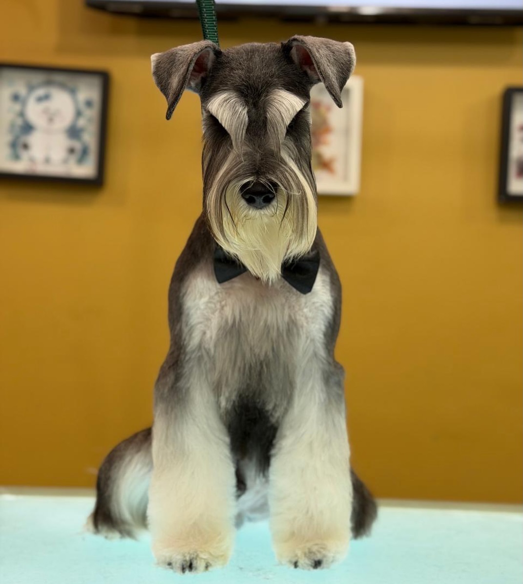 Un caballero no nace… se agenda en #studiogrooming. ✂️🐾✨así es la actitud de quien sabe que salió guapísimo del salón. 🖤
Agenda tu cupo 🔥 61634227