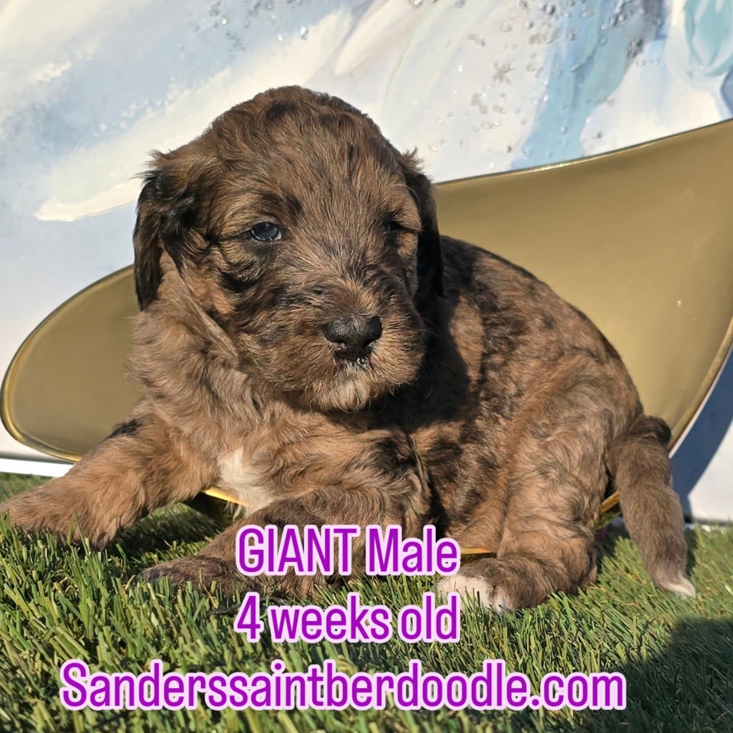 Available Giant male
Whopper 4 weeks old, 5 lbs 12 oz
.
.
.
#sanders_saint_berdoodle #cutebaby #curlyhair
#pnw #saint