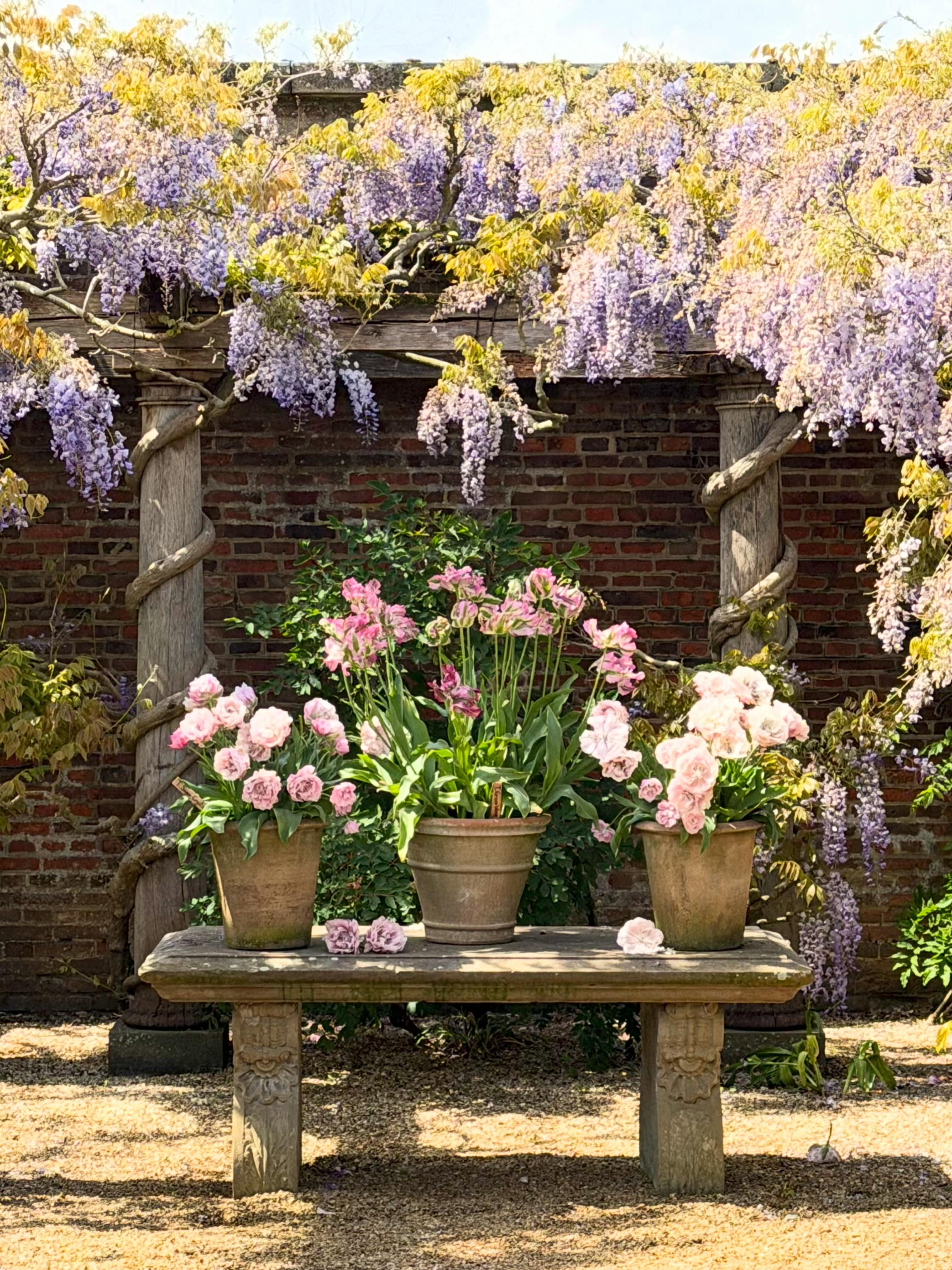 The gardens are really springing to life thanks to some much needed rain… but come before the wisteria is over. The smell just can’t be beaten!