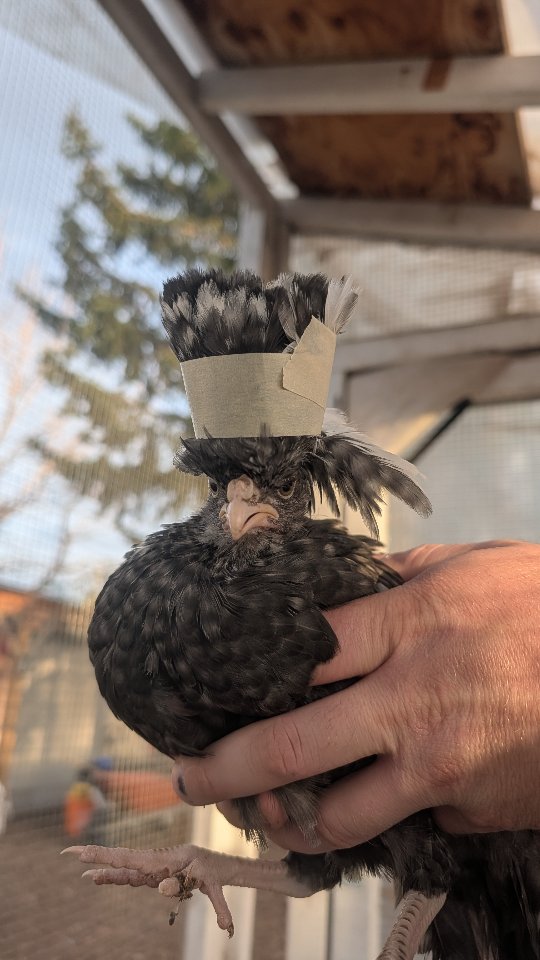 New hair-do 💁🏻♀️
Listen, I know they look ridiculous, but this helps prevent our Polish getting bald spots (or helps them grow back) as they are all slowly integrated together.
Our small group of grow outs are being integrated together in the grow out coop. Surprisingly, it's the polish boys who are causing chaos instead of our other young cockerels.
The masking tape keeps their poofs out of their face while also protecting their heads, but isn't strong enough to permanently stick to their feathers. I find it lasts maybe a week before you need to retape. I used to use elastics, but found they didn't stay put.