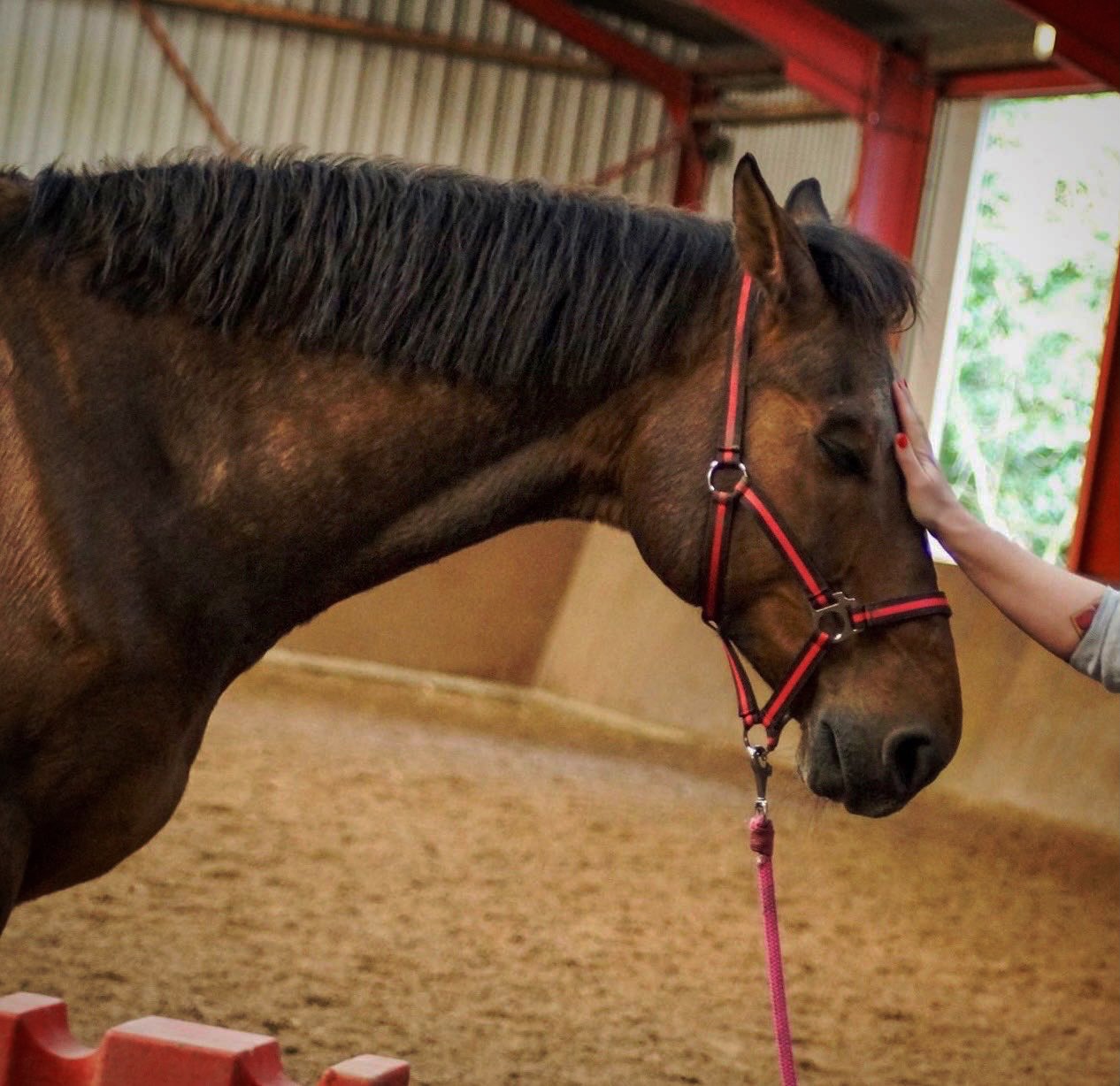 It is never just about the touch or the technique… just think what a big difference it can be to have somebody you love stand close to you, or that person that enoys you. Right?! The connection, the presence and intention determine a big part of the experience. And the same is true for horses. ❤️🙏