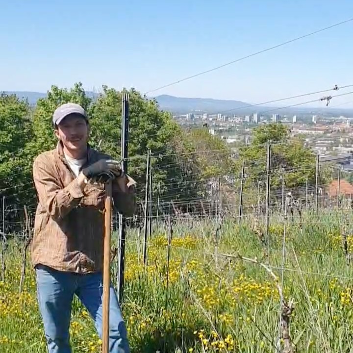 Vor ca. zwei Wochen haben wir in unseren Weinbergen fehlende Rebstöcke nachgepflanzt 🍇🌱
Jetzt zeigt sich schon die erste Knospe auf dem letzten Swipe 🍃
So bekommt jede Lücke im Weinberg neues Leben.
#weinberg #freiburg #handwerk #piwi