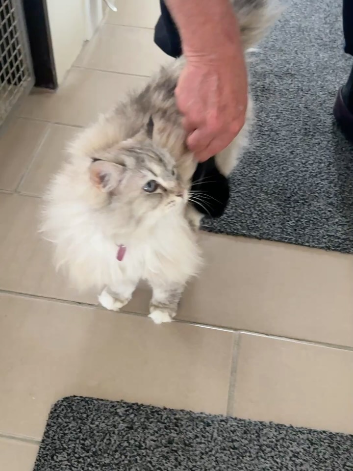 Twinkle has been loving a daily groom at Lilliput π₯°