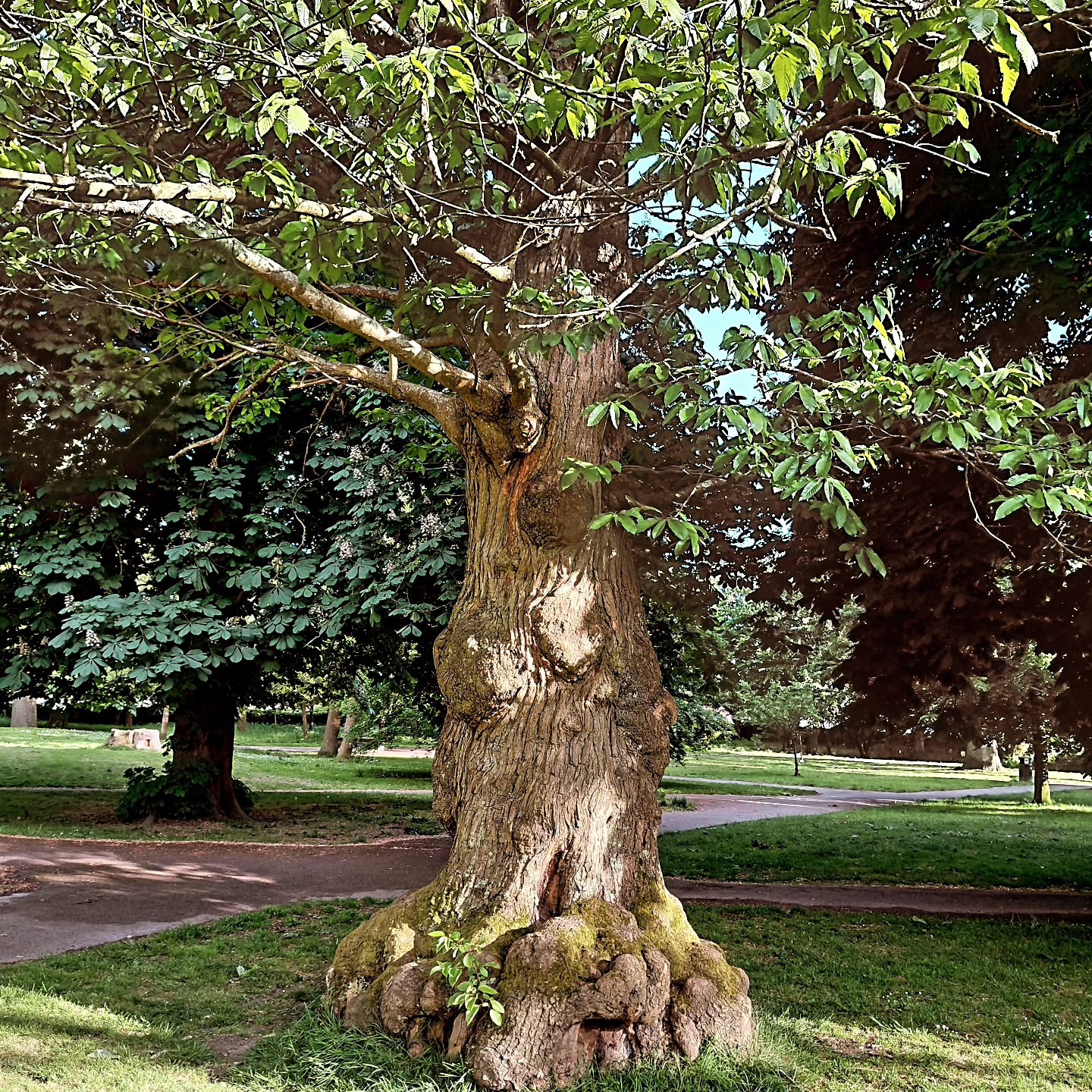 Singing to the trees at Beaumont Park with @_kelseymichael_ as part of the @plymouthurbantreefestival
SUCH a beautiful way to spend a Friday evening.