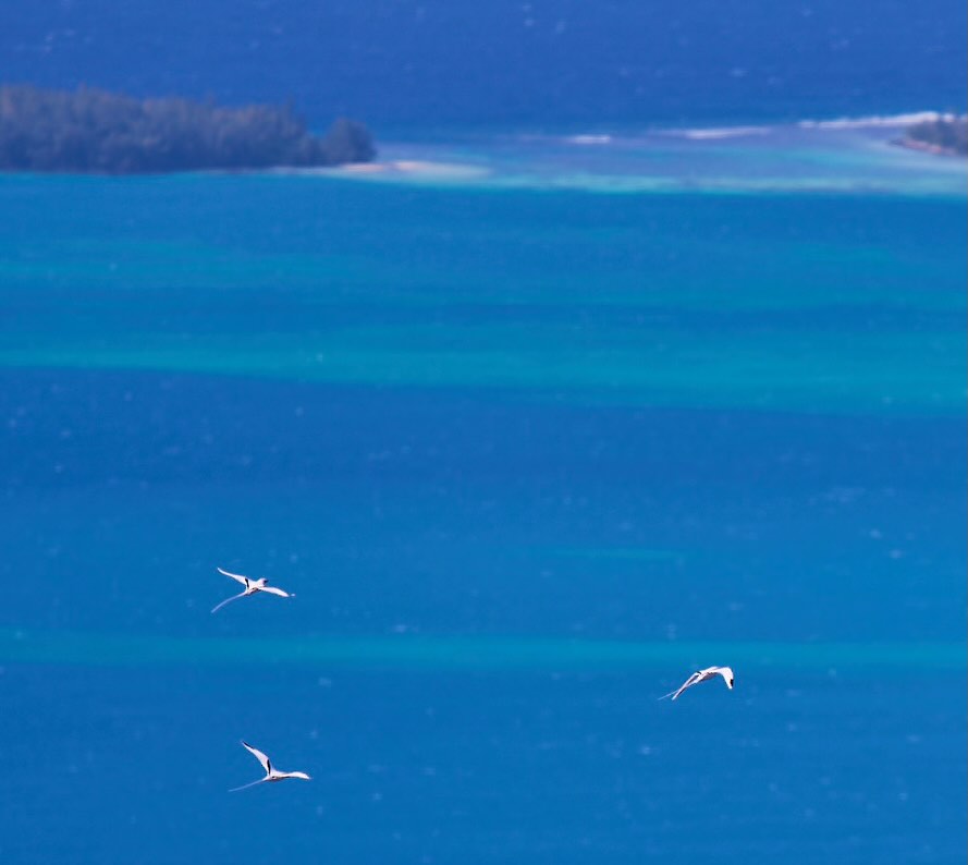Beautiful long tail tropic birds - pics taken from the summit of Mt Moloko, Mangareva, Gambier Isles, French Polynesia
