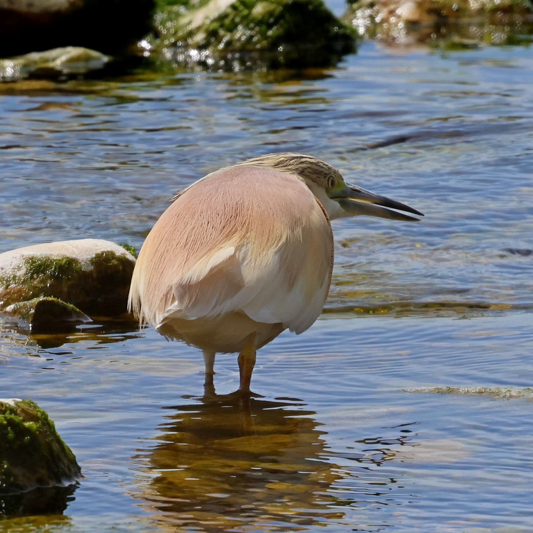 A squacco heron at Katelios.
#islandwildlife #kefaloniawildlife #greekwildlife #guidedwildlifewalks #birdlovers