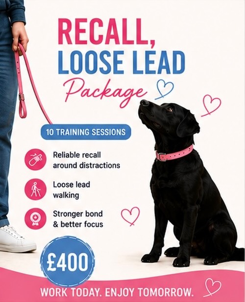 🐾 RECALL & LOOSE LEAD TRAINING PACKAGE 🐾
Does your dog pull on the lead, ignore recall, or become completely distracted outside? 😅
Our Recall & Loose Lead Package is designed to help you enjoy calmer, more enjoyable walks with your dog 💙🩷
Over 10 tailored training sessions we work on:✔️ Reliable recall around distractions✔️ Loose lead walking✔️ Better engagement & focus✔️ Calm behaviour outdoors
✔️Building breed specific play ✔️ Building a stronger relationship with your dog
Whether your dog pulls towards other dogs, struggles to listen outside, or can’t be trusted off lead yet — we can help 🙌
We focus on creating real-life results that make everyday walks less stressful and far more enjoyable for both you and your dog 🐶
📍Dog training in Chalfont St Peter📍Covering Gerrards Cross, Beaconsfield, Amersham & surrounding areas
💷 £400 | 10 Training Sessions
📩 DM us for more information or to get booked in.
#dogtraining #dogtrainer #dogtraininguk #dogtrainerbuckinghamshire #chalfontstpeter