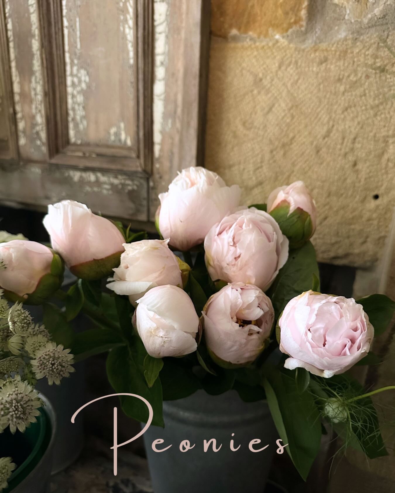 The most beautiful delivery of peonies has arrived… 🌸
Soft, delicate blush pinks with the biggest marshmallow-like heads — they really are as dreamy as they sound. Peony season is always such a special one, and these beauties never stay around for long once they arrive in the shop. They always get snapped up so quickly!
If you’d love some while they’re still available, I’d highly recommend ordering in advance so I can reserve yours and get them in especially for you.
And just a little reminder that we’re here for all your flowery needs — whether you’d like to collect from us or have your flowers delivered straight to your door.
You can order:
🌸 By telephone on 07943 137 907
🌸 Via our website online
🌸 Or simply send us a message on WhatsApp or Instagram