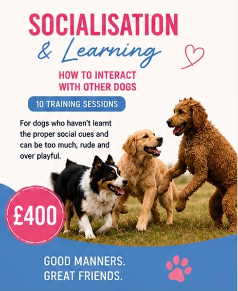 🐾 SOCIALISATION & LEARNING HOW TO INTERACT WITH OTHER DOGS 🐾
Not all dogs naturally know how to behave appropriately around other dogs…
Some dogs can be:❌ Over excited❌ Too full on❌ Rude with greetings❌ Over playful❌ Unable to read social cues correctly
Our Socialisation Package is designed to help dogs learn calm, appropriate interactions and build better social skills around other dogs 💙🩷
Over 10 structured sessions we work on:✔️ Calm social interactions✔️ Better engagement around dogs✔️ Learning appropriate play styles✔️ Neutrality and impulse control✔️ Building confidence✔️ Reducing over excitement
Proper socialisation isn’t about letting dogs run wild together…
It’s about teaching dogs how to coexist calmly, communicate properly and make good choices around other dogs 🐶
This package is ideal for adolescent dogs, over friendly dogs, excitable dogs or dogs who struggle to settle around others.
📍Dog training in Chalfont St Peter📍Covering Gerrards Cross, Beaconsfield, Amersham & surrounding areas
💷 £400 | 10 Sessions
📩 DM us for more information or to get your dog booked in.
#dogtraining #dogtrainer #dogsocialisation #dogbehaviour #dogtraininguk