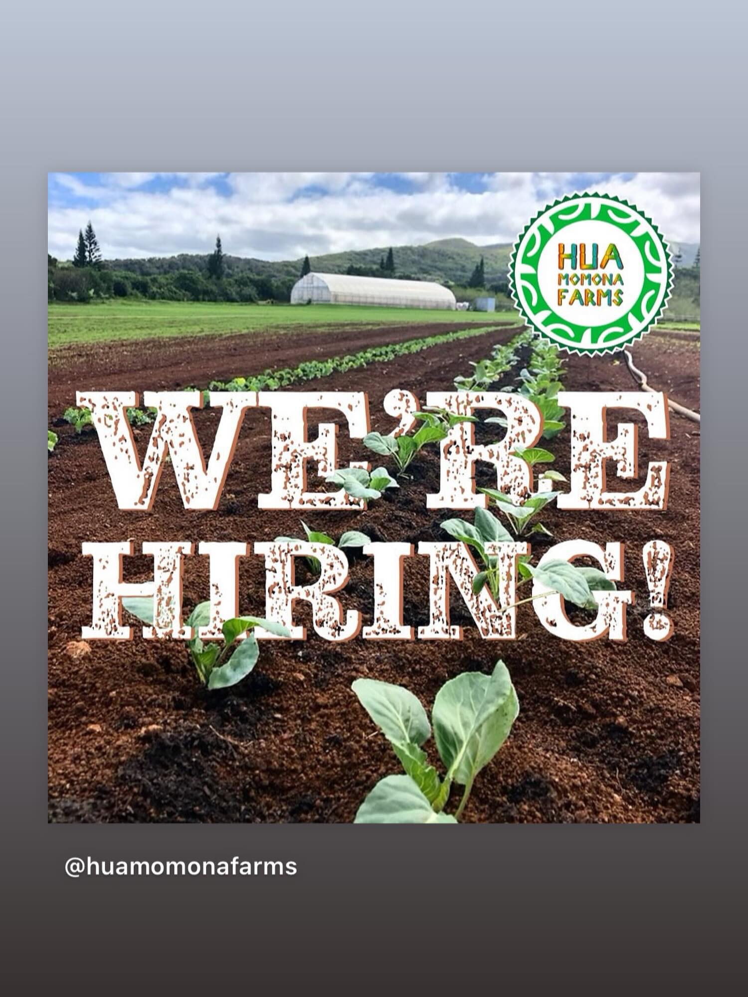 Hua Momona Farms is hiring!
We are looking for a reliable & hard-working part-time team member to join our growing Farm team!
If you enjoy working outdoors on the aina, learning about sustainable farming, interested in serving our Maui community & being part of an amazing team, we’d love to hear from you.
Responsibilities may include:
* Harvesting, washing & packing of produce/microgreens
* Seeding & planting
* Weeding
* Washing & sanitizing trays/equipment
* General Farm support duties
Qualifications:
* Dependable & punctual
* Able to work in a physically active, outdoor environment
* Comfortable working both independently & with a team
* Positive attitude & willingness to learn
* Farming or food handling experience is a plus, but not required
* Must have reliable transportation, as farm is located 15 min from Napili on the hillside slopes of Kapalua
* Must be a local resident. We are not looking to do work trades & do not have housing available
To apply please email your résumé to: info@huamomonafarms.com