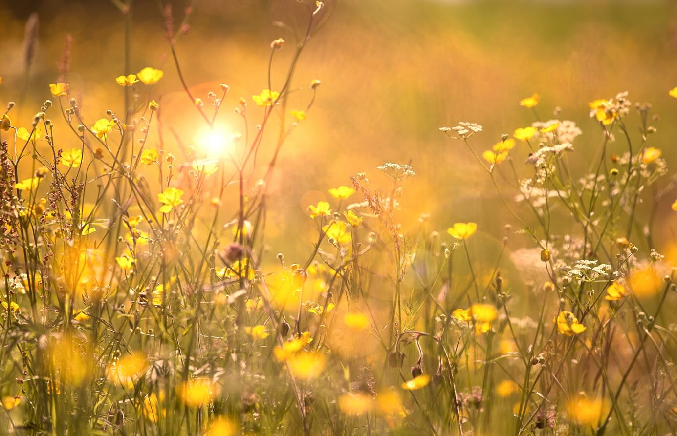 “At last came the golden month of the wild folk— honey-sweet May, when the birds come back, and the flowers come out...” - Samuel Scoville Jr
#QuoteOfTheDay #SamuelScovilleJr #SafeSoilUK #MayQuotes #NatureQuotes