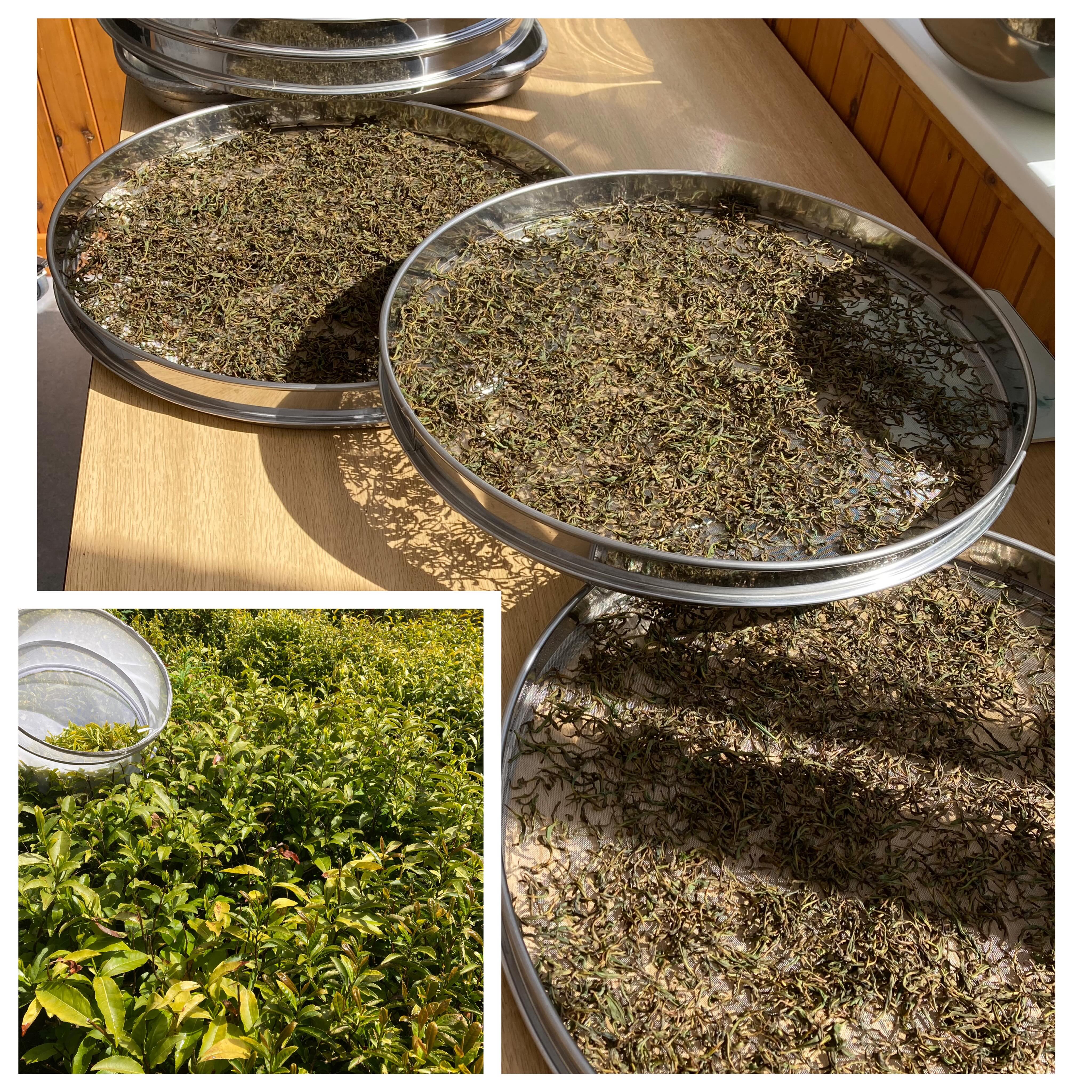 Plucking our tea grown from seed. This is the first gentle 'wake up' pluck of the season so revelling in it! A lovely day today too creating gorgeous black tea from such beautiful leaf. A perfect end to the week!
🌱
🌱
🌱
#blacktea #kinnettlesteagarden #teagardensofscotland #artisantea #specialitytea