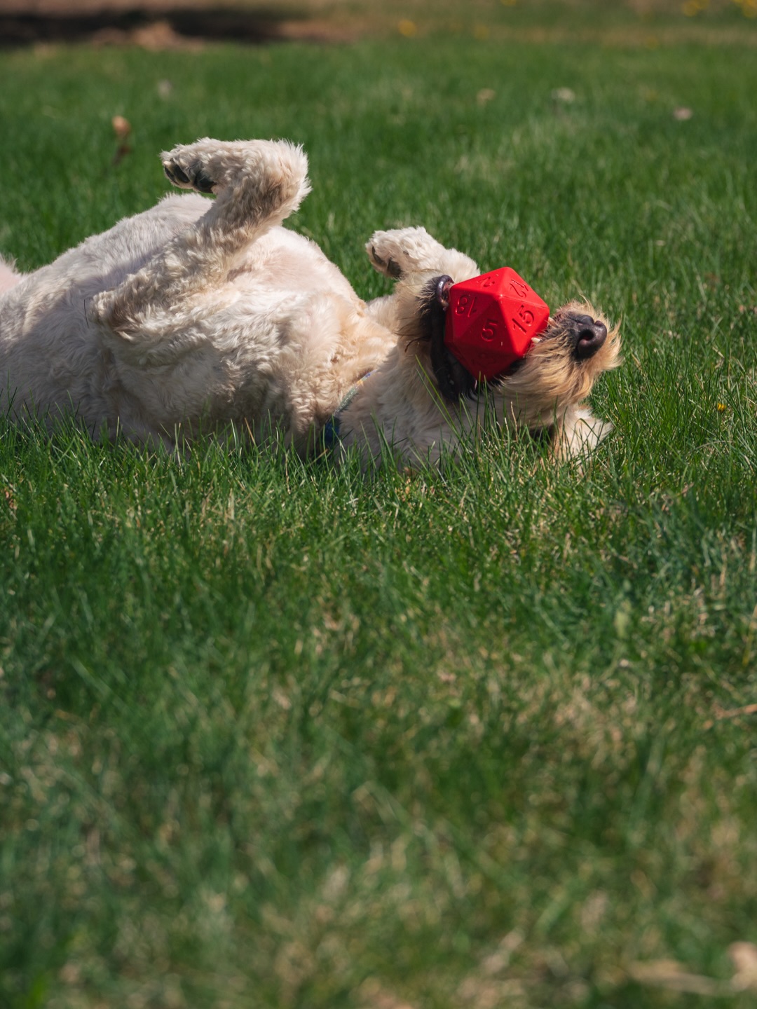 A lazy Sunday afternoon is the perfect way to recharge before going back on the road to adventure! Our treat dispensing D20s help your familiar train to get that DEX up!