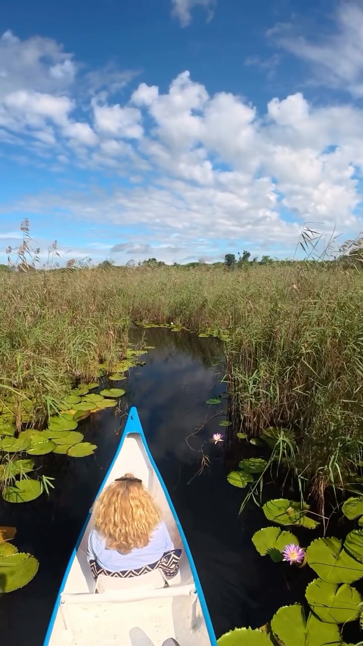 The canoe 🛶 tour wasn’t quite what we expected — we didn’t get to paddle ourselves.
But drifting through the water lilies 🌸, opening their flowers toward the early morning sun, turned out to be something quietly magical.
Mozambique shows itself in so many different ways.
This maze of waterways around Vilankulo is just one of them.
By the way — you can paddle yourself as well,
but you need to let them know in advance so they bring extra paddles.
#vilankulos #mozambique #indianocean #waterlilies #wibkestravels