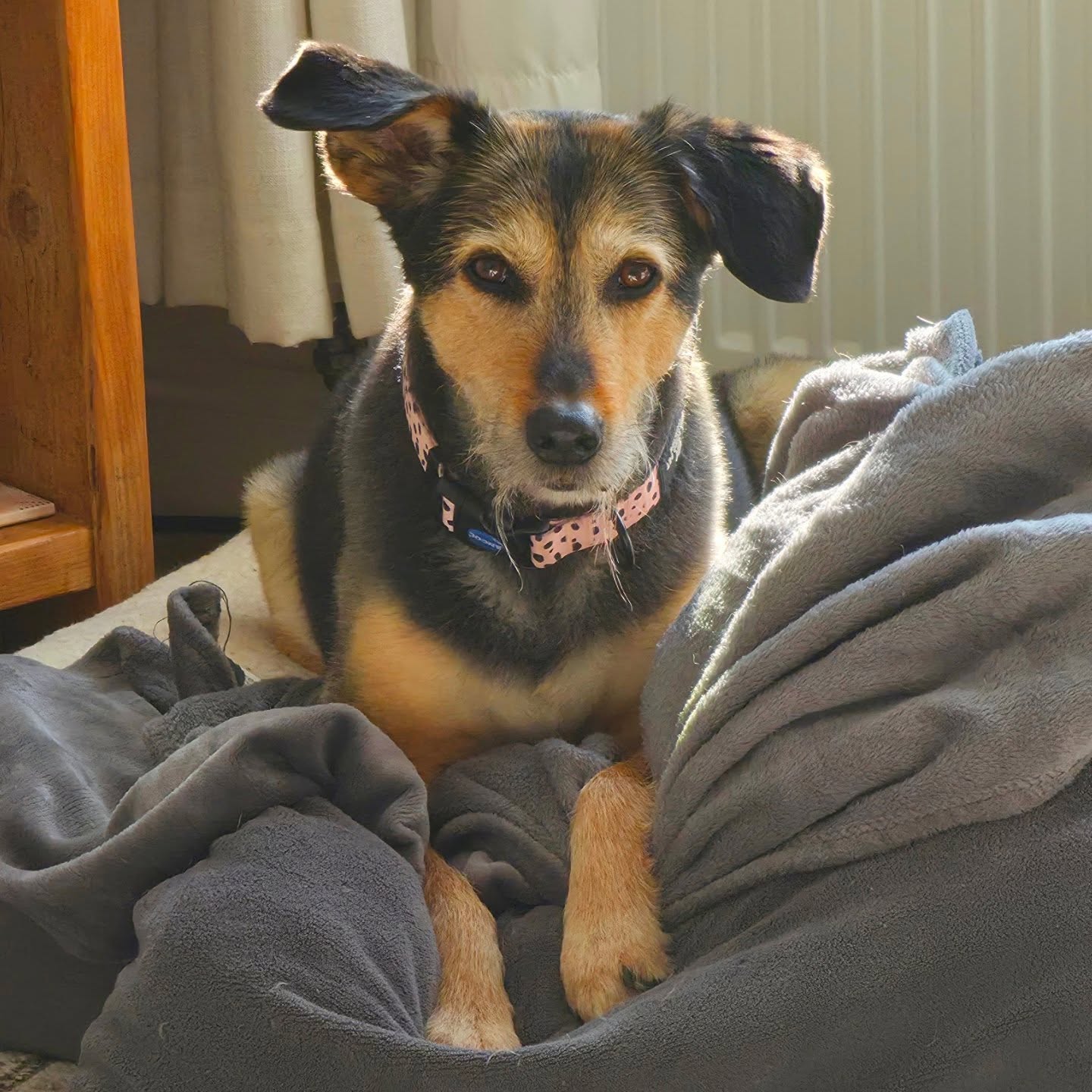 Photo dump of my week dog sitting little miss Luna ✨️🌙
#cute #dogoftheday #dogsitter #dogwalker #doglover