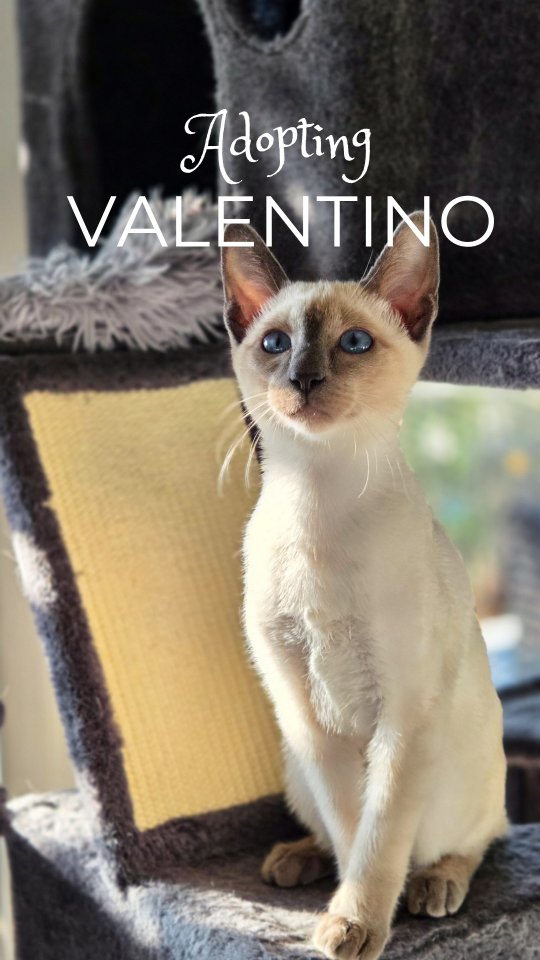 How it started vs how it’s going 🥺🤍 (Deutsche Version unten)
From our little Mystic Paws boy to the heart of our family. We’re so grateful to have you, Valentino.
#MysticPaws #ThaiCats #CatReels
_______________________________________________
Wie alles angefangen hat vs wie es läuft 🥺🤍
Von unserem kleinen Mystic Paws Jungen zum Herz unserer Familie. Wir sind so dankbar, dich zu haben, Valentino.
#MysticPaws #KatzenLiebe