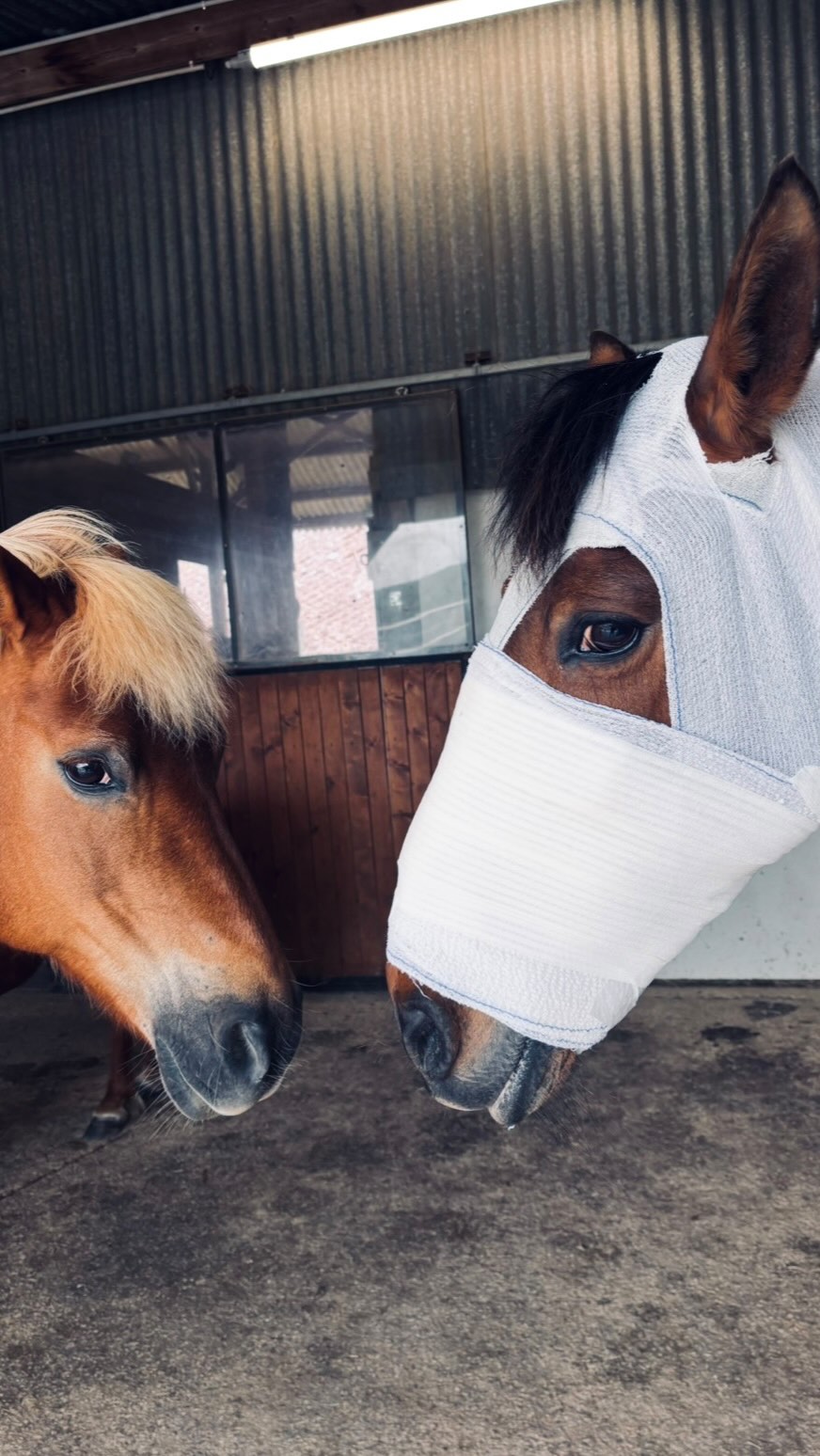 #soins
Il y a tout juste un an, Polka a eu un problème de peau… en quelques jours, les plaies se sont formées, avec en + des œdèmes 😣
Les premiers soins ont été effectués à la maison (infirmière un jour, infirmière toujours👩🏽⚕️☺️)
👉🏾 Tonte de la zone
👉🏾 Détersion à l’eau et au savon
👉🏾 Grattage à la curette
👉🏾 Application crème
👉🏾 Mise en place pansement américain + bande
Aucune évolution… alors entre deux tournées d’infirmière 👩🏽⚕️💉🩸(eh oui, sinon ce ne serait pas drôle 😅) 🛣️ Direction la clinique du Mans pour différents examens :
🧐 radios de la tête
🧐 prélèvements sanguins…
🤔 Résultat : aucune explication de cette dégradation soudaine
Polka a été incroyable 💪🏾 que ce soit en soins à la maison, durant le trajet, à la clinique 🌈
Un amour de ponette qui transmet quelques leçons au passage 😊
Retour à la maison avec pour protocole : application d’une crème antibiotique qui a fait son effet ✅
🤗 J’ai fait également appel à un #coupeurdefeu (merci @overland_roadtrip pour le contact 🙏🏾🥰) car ça a vraiment fait son effet !!!
Comme on me l’a dit, il faut le vivre & le voir pour y croire !!
J’ai été stupéfaite du résultat 🍀
Polka a cicatrisé en très peu de jours 😇 et n’a plus déclenché de problème cutané 🥳
#newforest #soinschevaux #domaineequestredolexia