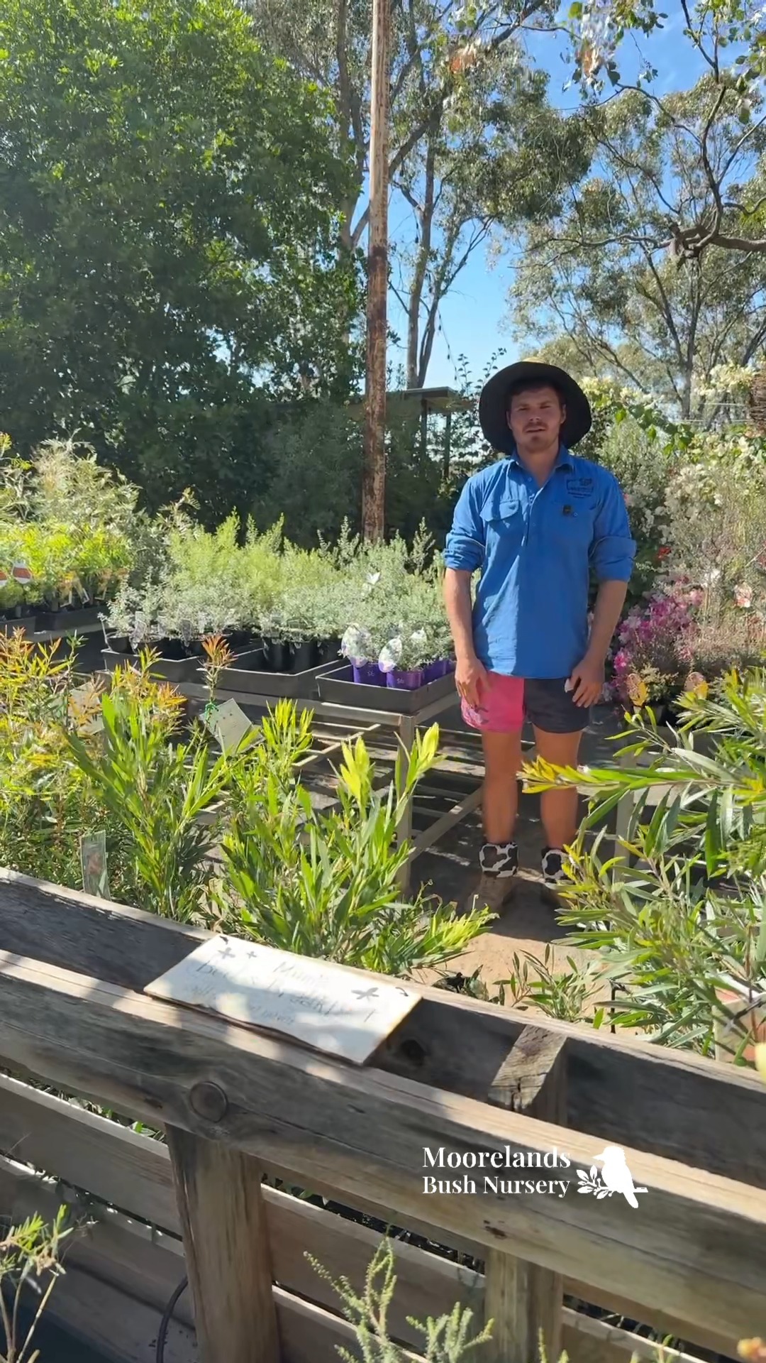 Thinking about planting a hedge this autumn? You're picking the right time of year. 🌿
The heat's eased off, the frosts haven't properly set in yet, and your plants get a chance to settle their roots before the next summer hits.
David's will walk you through our most popular hedge picks in this Reel, from low and tidy under a window, to tall privacy screens, to hardy natives built for country life out here.
Check it out, you're welcome to come out and see us if you would like some help picking the right hedge for your garden.
📍 Moorelands Bush Nursery, Roma
🕗 Mon-Fri 9am–2pm | Sat & Sun 8am–4pm