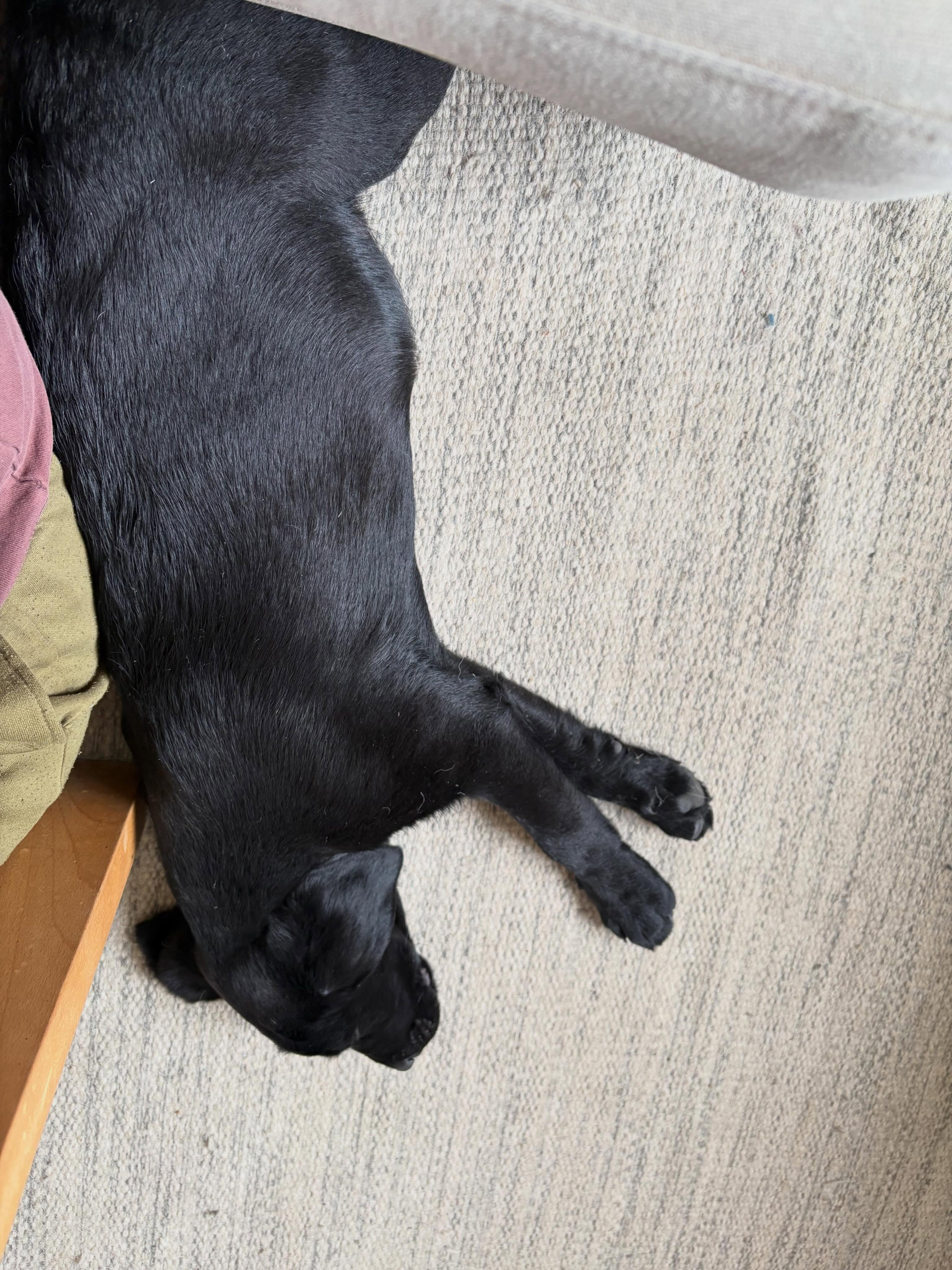 Här ligger han och vilar vid min sida. Hjärtat fylls av kärlek till denne lille kille. Han sover och jag betalar fakturor. Men så mysigt att ha honom nära och att han väljer min närhet framför allt annat. ❤️ #teamolsen #teamolsenforthewin #minlillekvick #levadrömmen #blivandestjärna