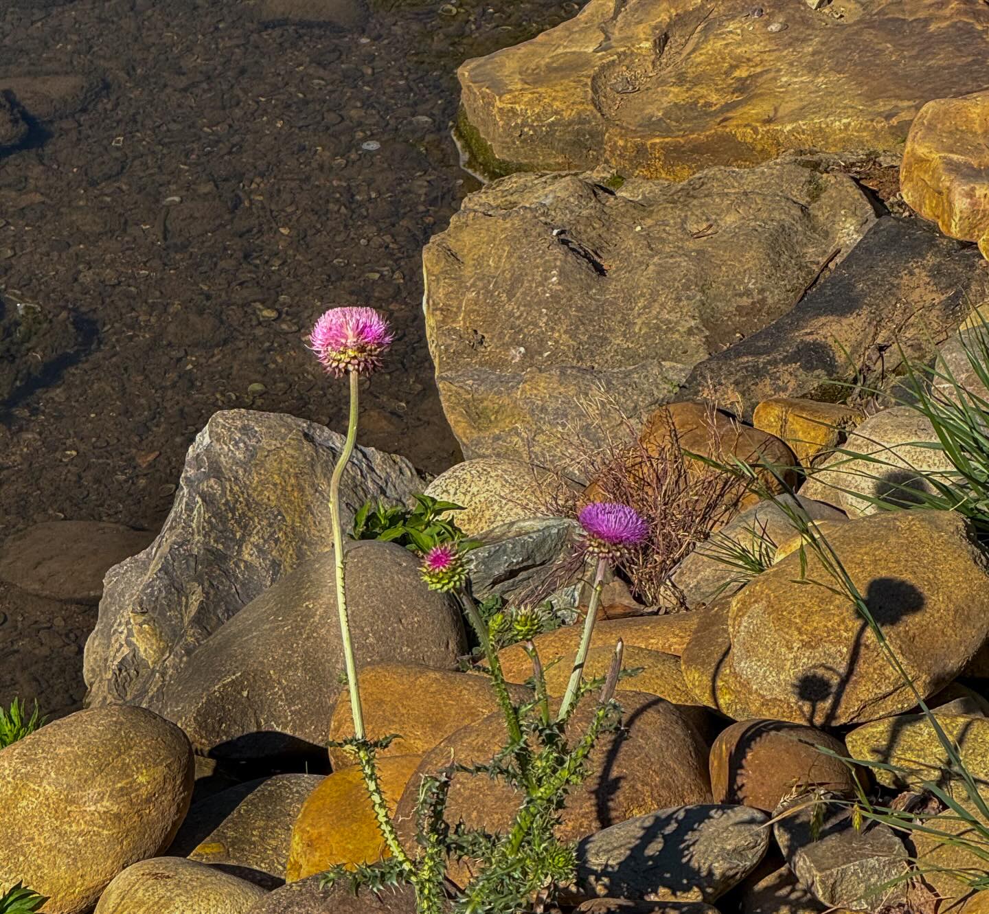 Bloom where you’re planted.