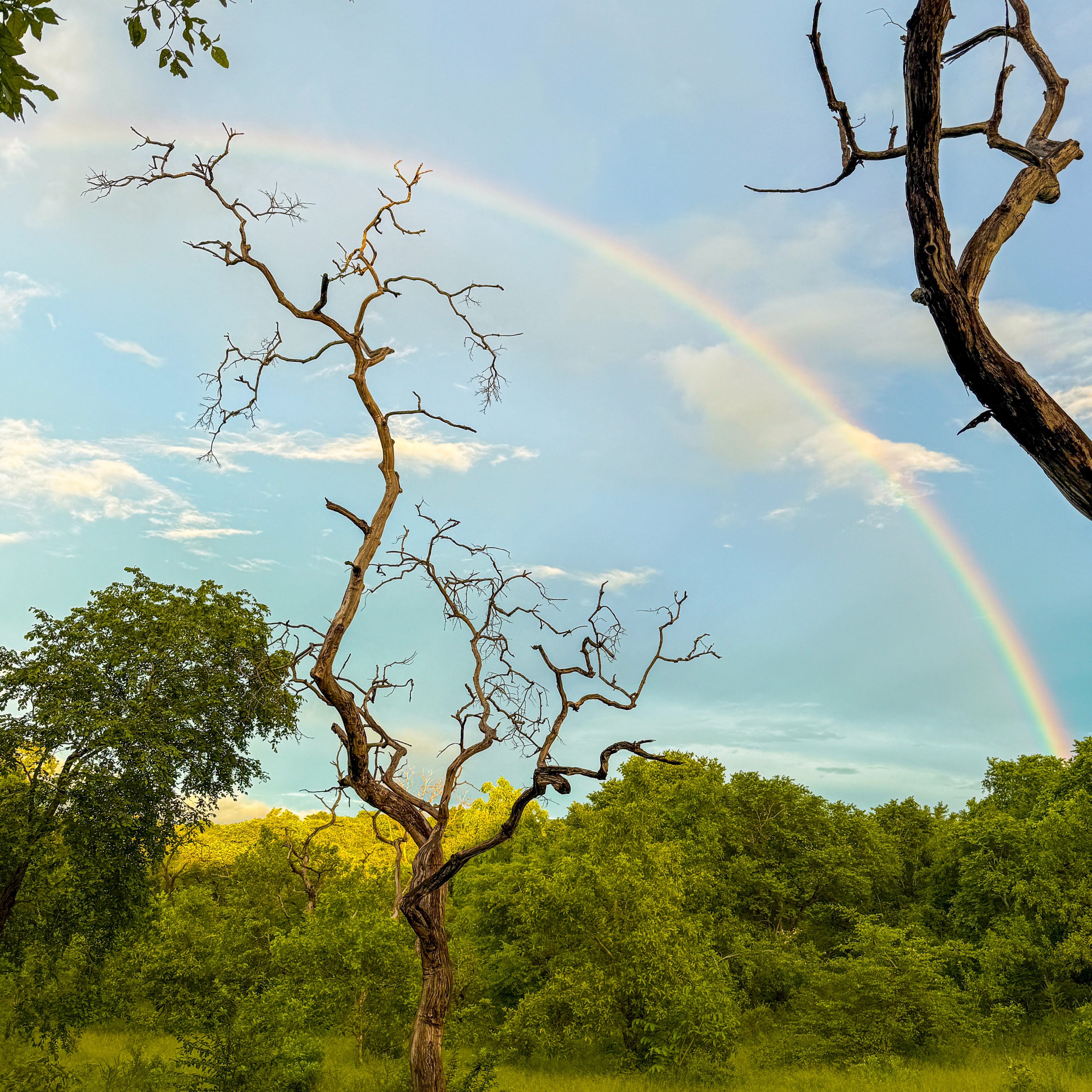 The rainbow says it all 🌈
The rainy season is coming to an end, and the bush is alive, fresh, and ready for a new adventure season. That can only mean one thing… safari season is about to begin 🐘🦒✨
Soon the roads will be calling, the sunsets will glow brighter, and unforgettable wildlife moments will be waiting around every corner.
Who’s ready for the next safari adventure with Wanyamapori?