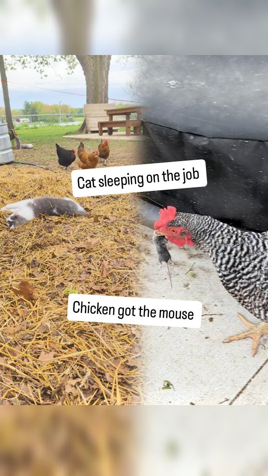 Our cat (Tori) is out here sleeping in the hay like she's on vacation.
Meanwhile, our chicken (Sprinkles) just caught a mouse and is running laps trying to hide it from the rest of the flock.
For those who don't know: chickens are little carnivores. They will absolutely hunt and eat a mouse without hesitation.
Tori? Still asleep.
Sleeping on the job. 🐱🐔
#backyardchickens #neighborhoodhomestead #backyardhomestead