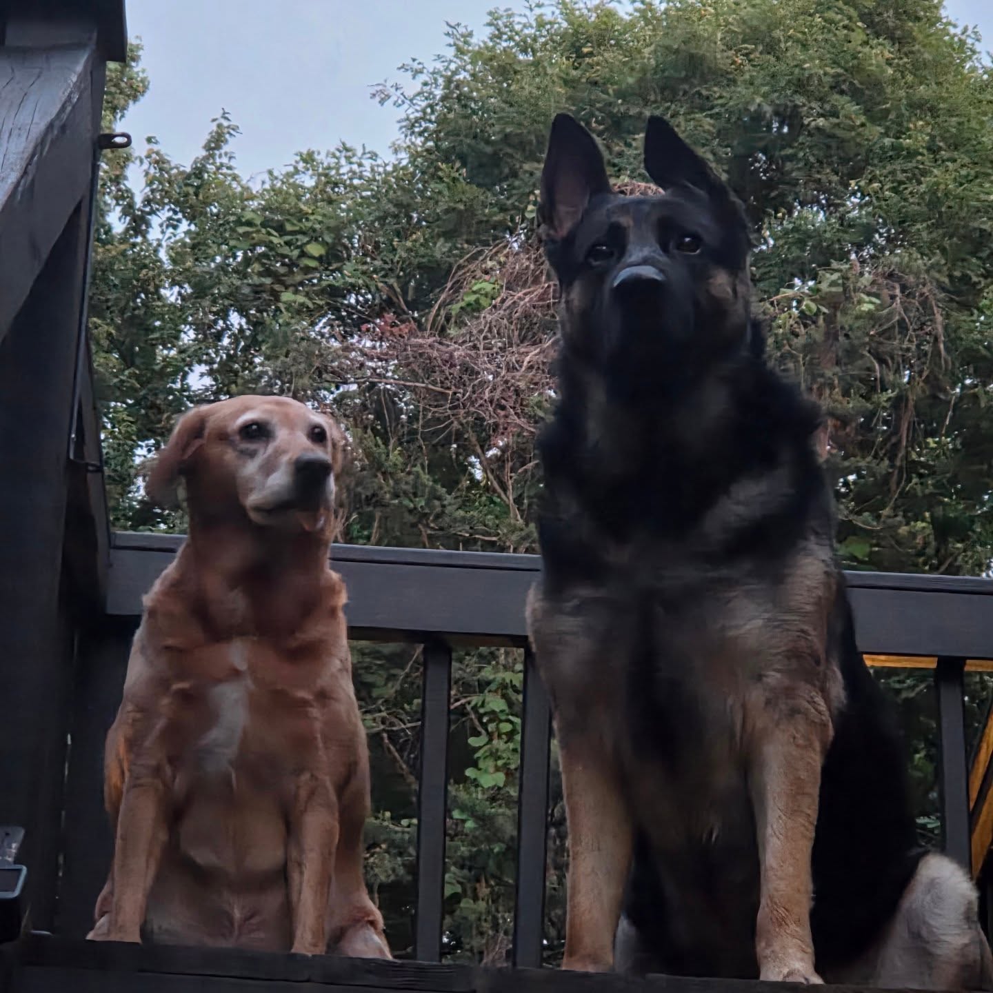 Medium and large hanging out...small is somewhere else causing trouble #fourleggedkids #dogs life #germanshepherds #redlabradorlove