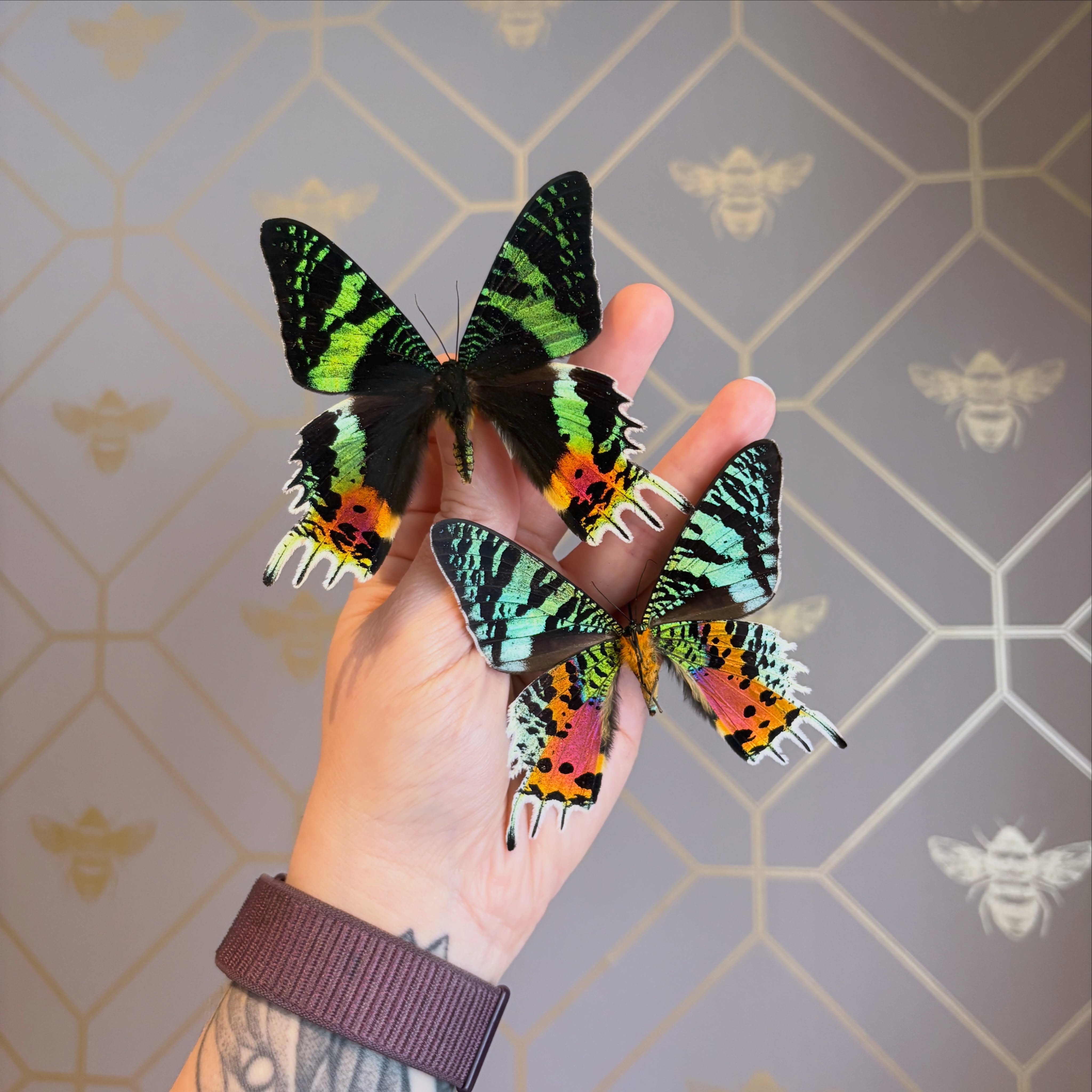 Follow on from yesterdays story. The wings belong to Madagascar Sunset Moth (Chrysiridia rhipheus) ❤️🧡💙💚
Often confused as a butterfly, this is a truly stunning moth with iridescent wings that shine and reflect in the sunlight. It is considered one of the most impressive and appealing-looking lepidopterans.
#framedmoth #mothsforsale #entomologyforsale #taxidermyforsale #smallbusiness