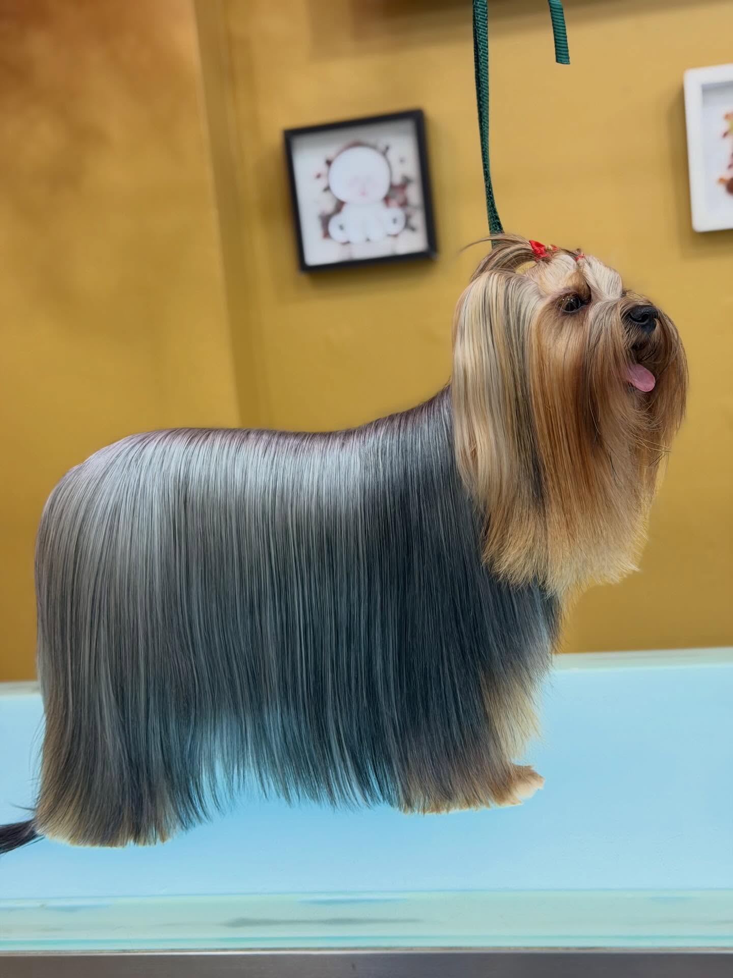 Un pelaje saludable también se trabaja ✨
Hoy este hermoso Yorkie recibió un servicio de hidratación para devolver brillo, suavidad y vida a su manto 🐶💎
Reserva la experiencia de tu mascota en:
www.studiogroomingpanama.com