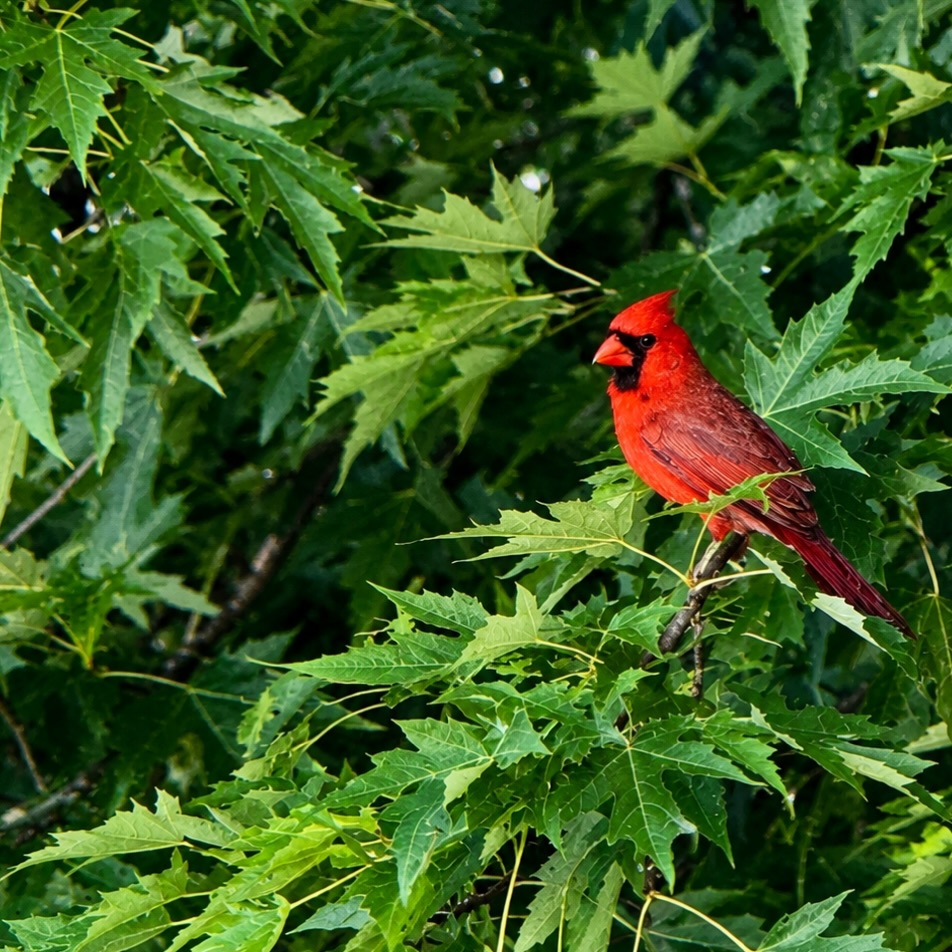 Good evening ladies 👒 and gentleman 🎩 ! #cardinalbird
